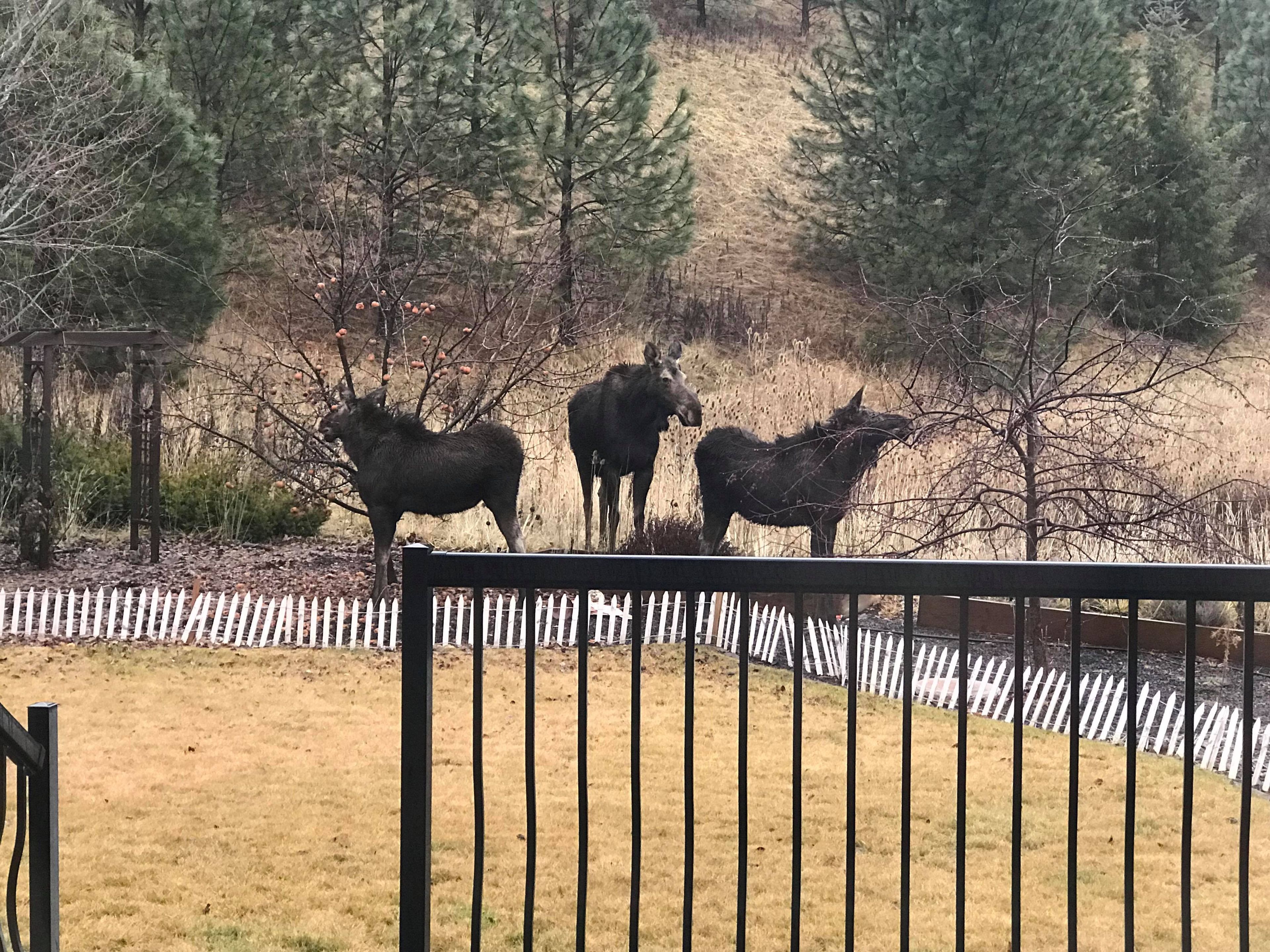 Three moose stand in a backyard on Itani Drive in Moscow this morning.