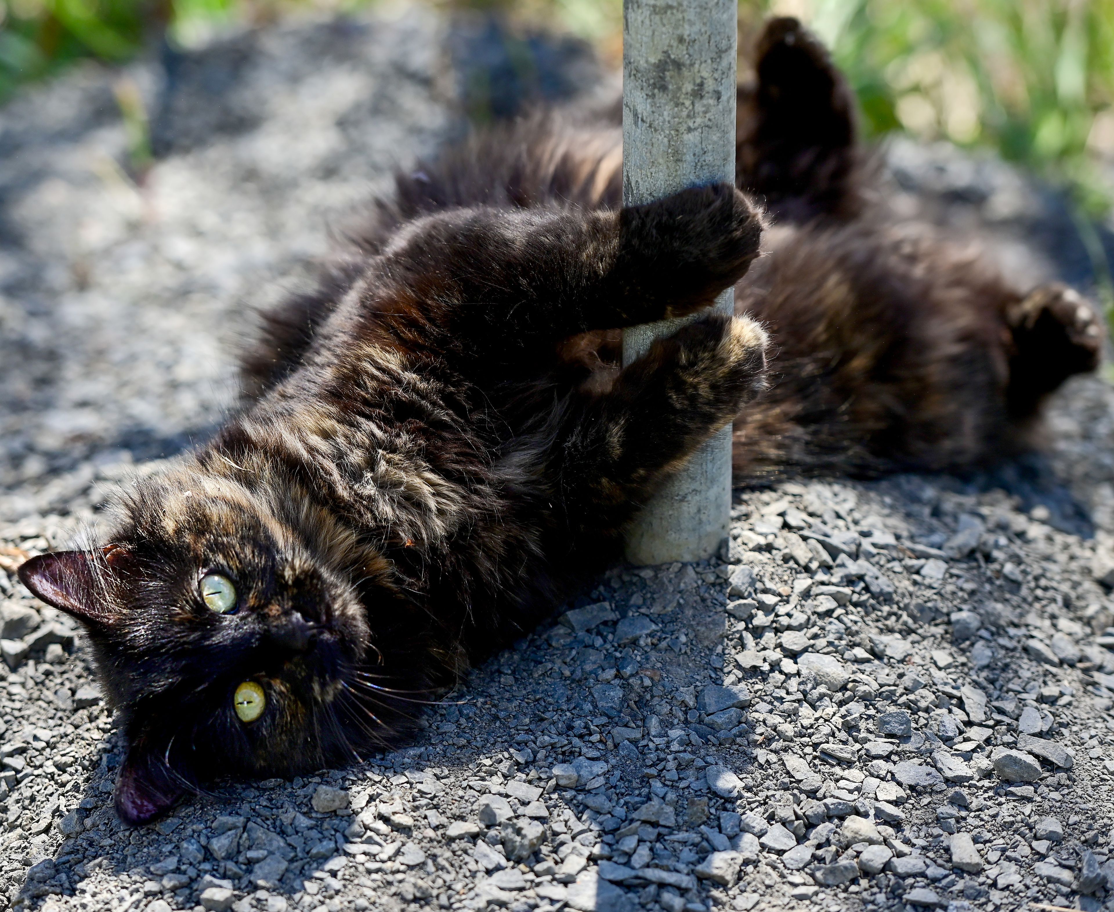 A cat pauses scratching against a pole to look up along a trail at Kiwanis Park in Moscow on Monday.