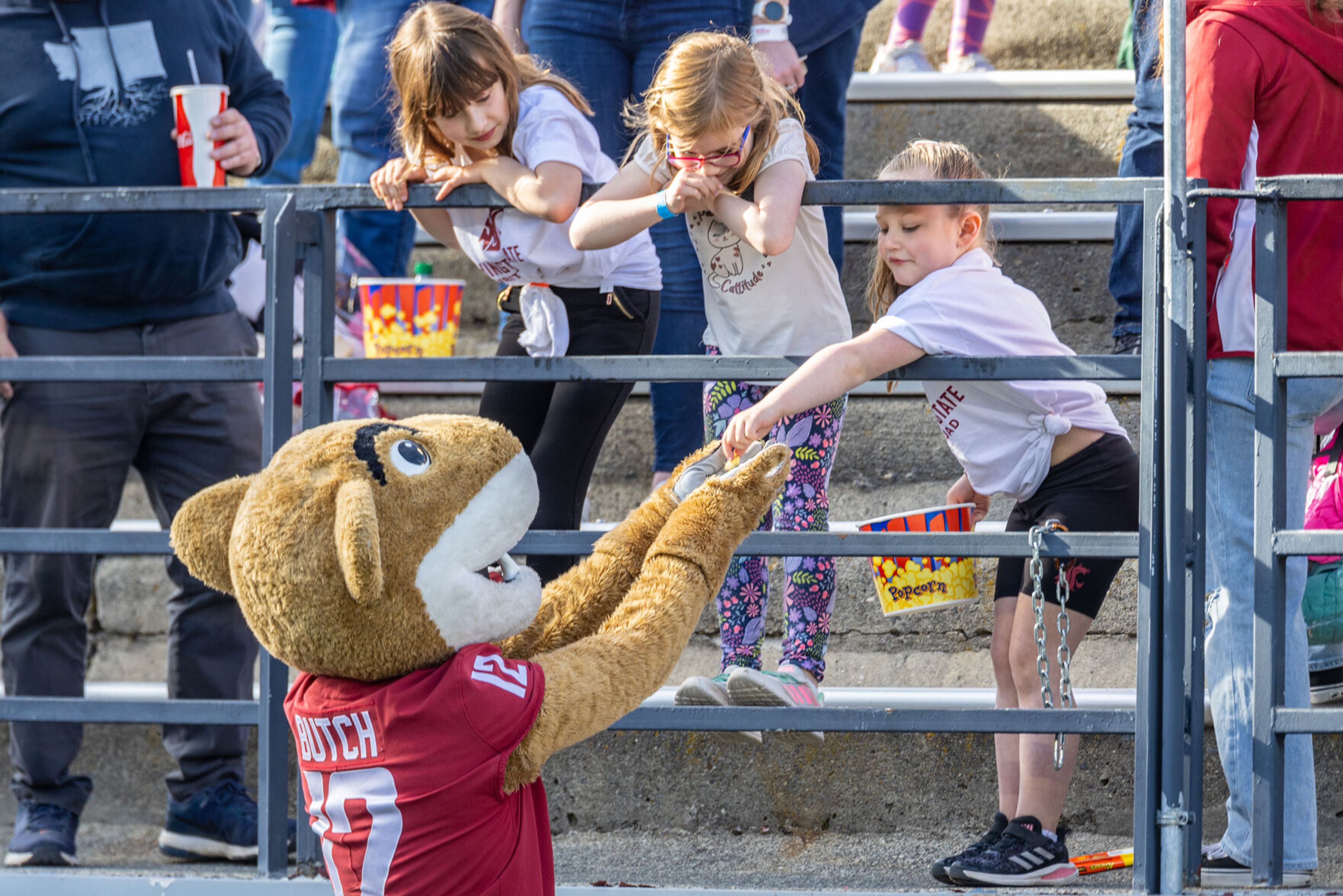 Washington State mascot Butch T. Cougar takes some popcorn from a group of young Cougar fans Saturday during the annual Crimson and Gray scrimmage game at Gesa Field in Pullman.