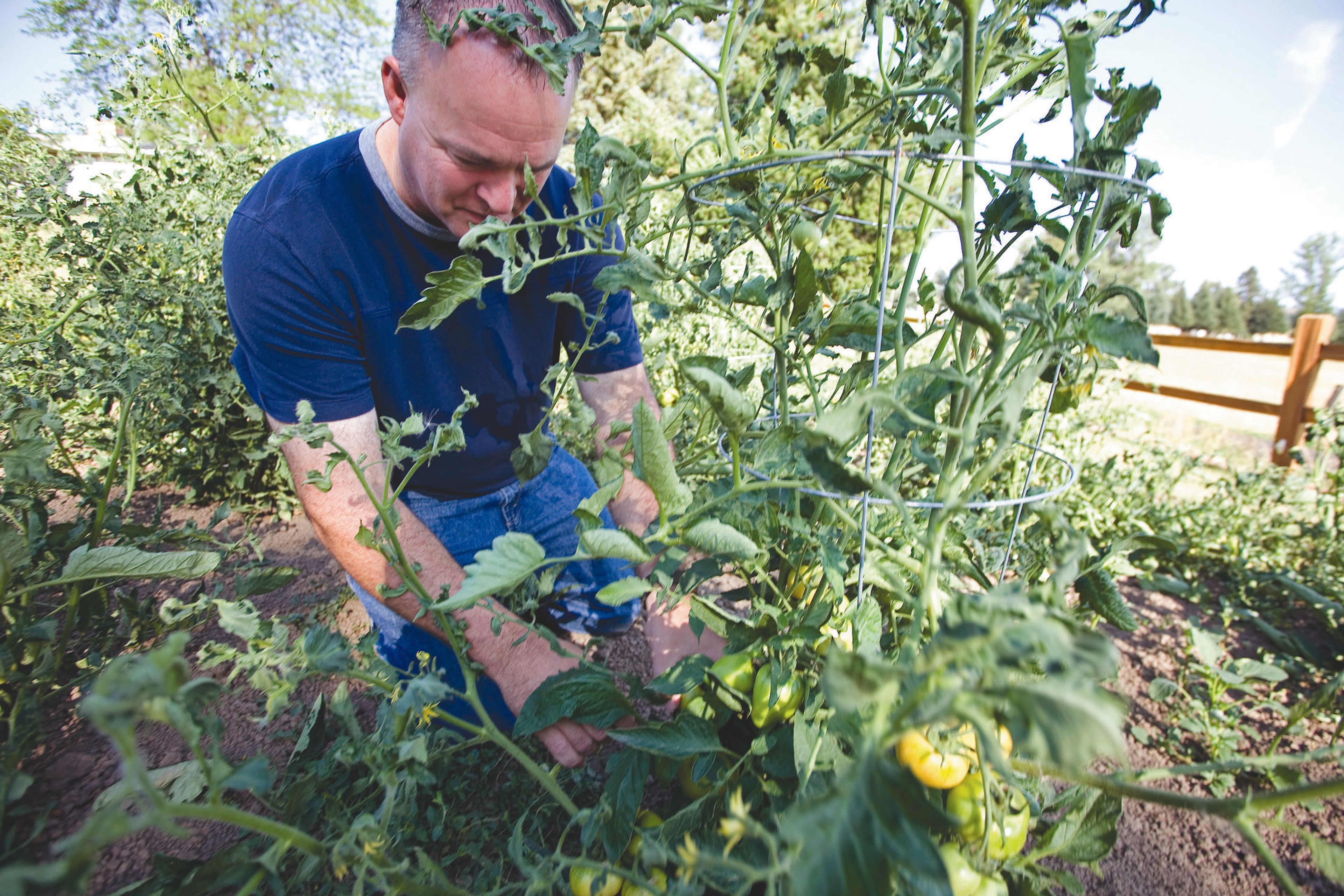 Nick Whitesell checks the soil around a tomato plant in the garden where he and his wife, Nancy, grow many of the vegetables they use when making the salsa they sell, as seen Thursday in Palouse.