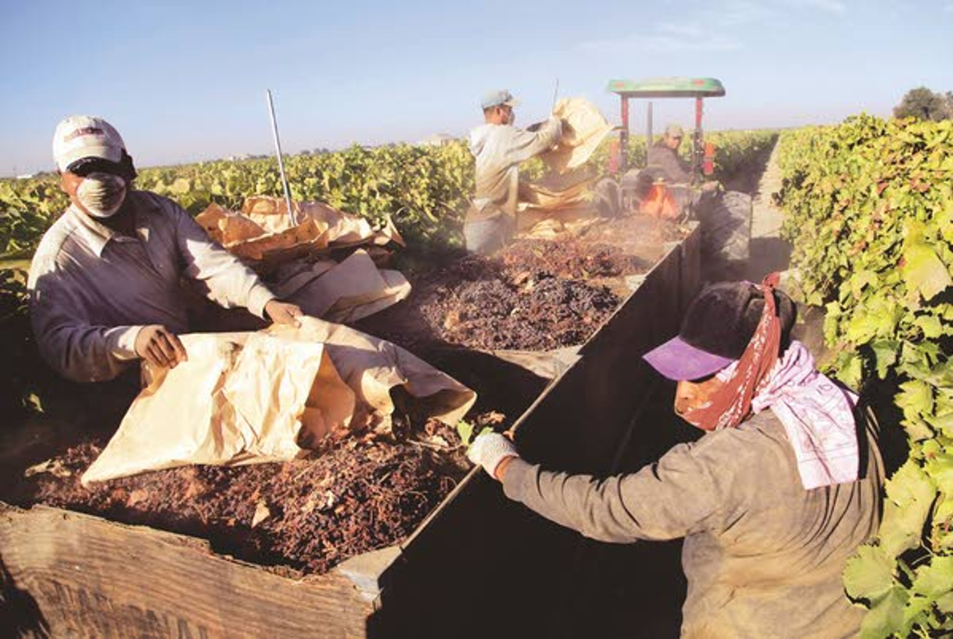 Farmworkers pick paper trays of dried raisins off the ground and heap them onto a trailer in the final step of raisin harvest Tuesday near Fresno, Calif.