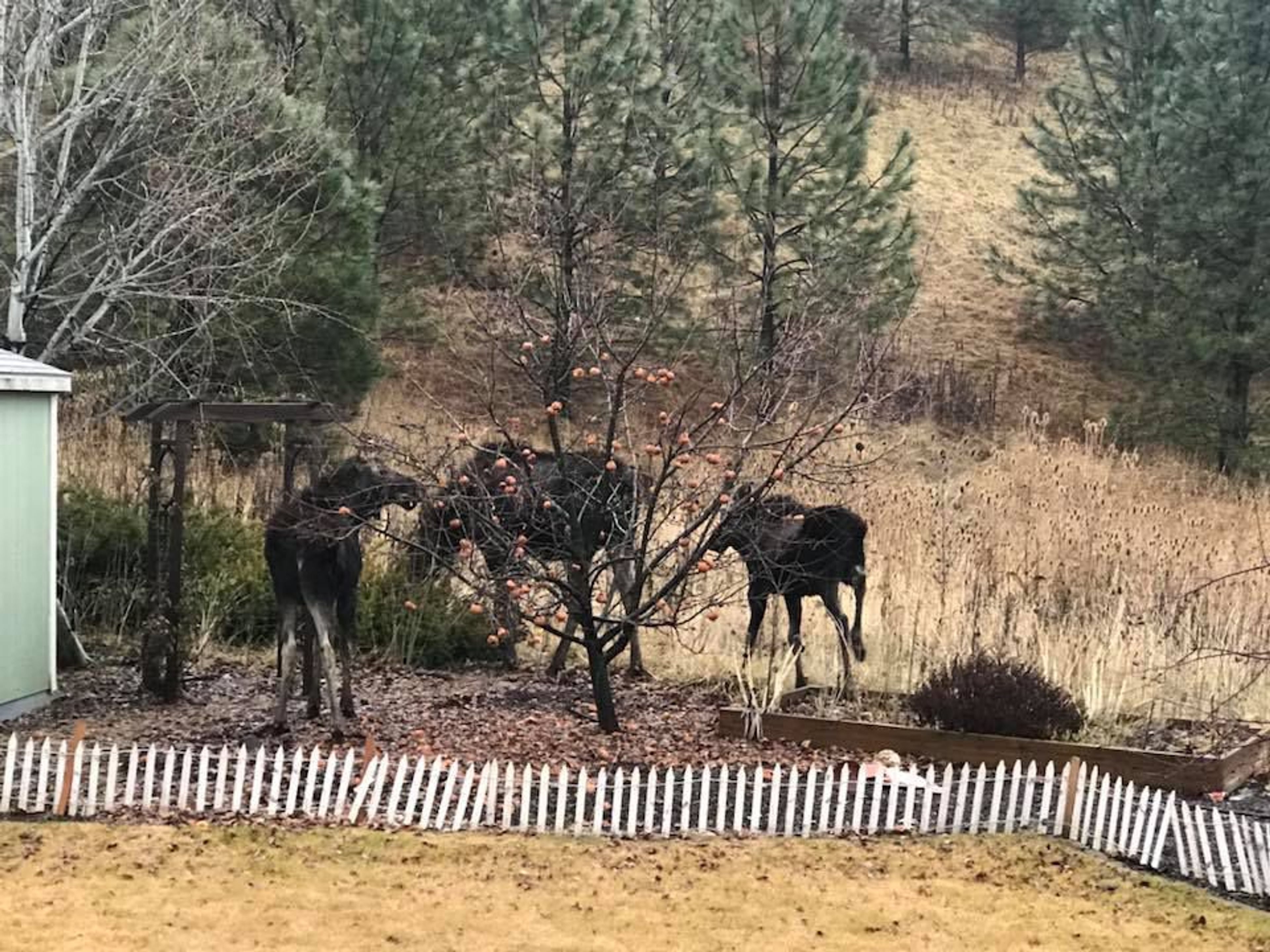 Three moose stand in backyard on Itani Drive in Moscow this morning.