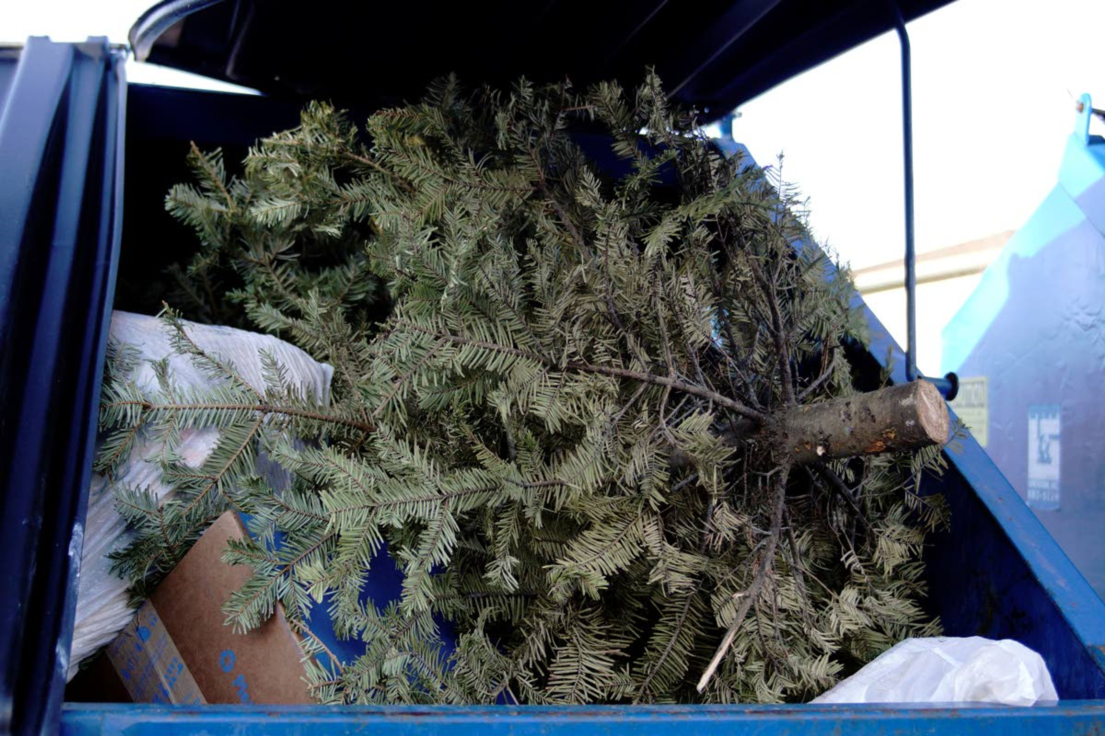 A discarded Christmas tree lays in a dumpster in Moscow on New Years Day.