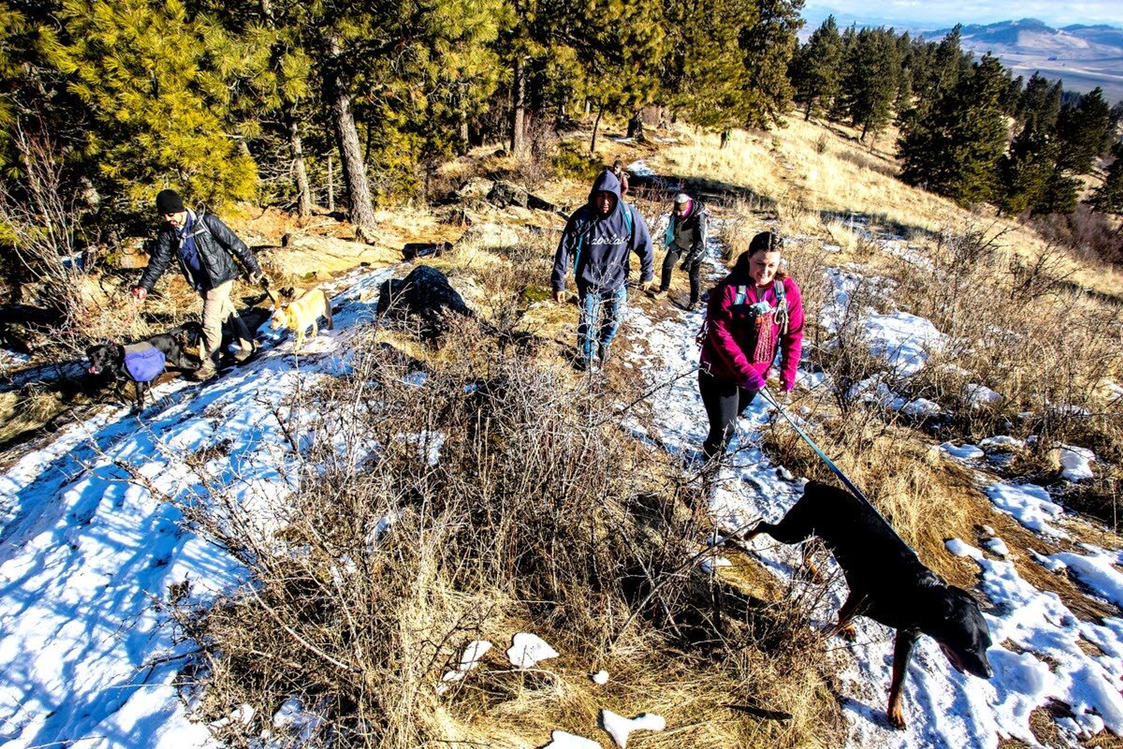 Hikers with Palouse Hiking and Sauntering Adventurers moves up the Pine Ridge Trail to the summit of Kamiak Butte on Saturday.