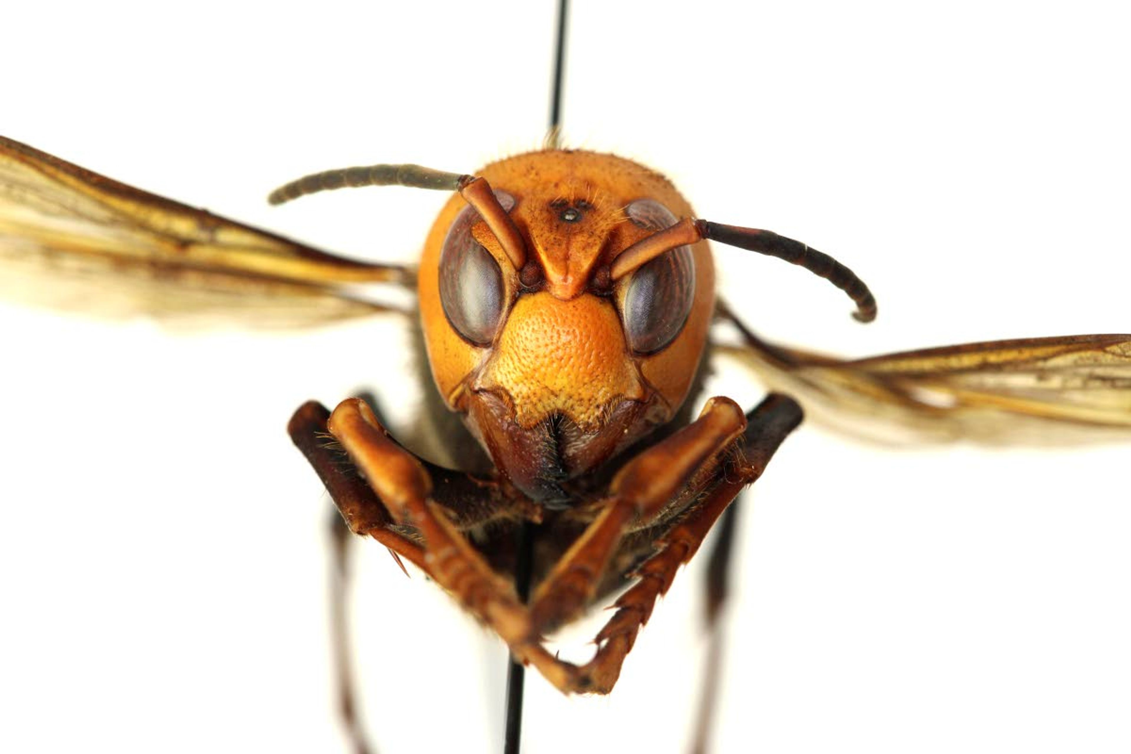 Washington agriculture workers have trapped their first Asian giant hornet. The hornets can grow as long as two inches long and are known to decimate honeybee hives.