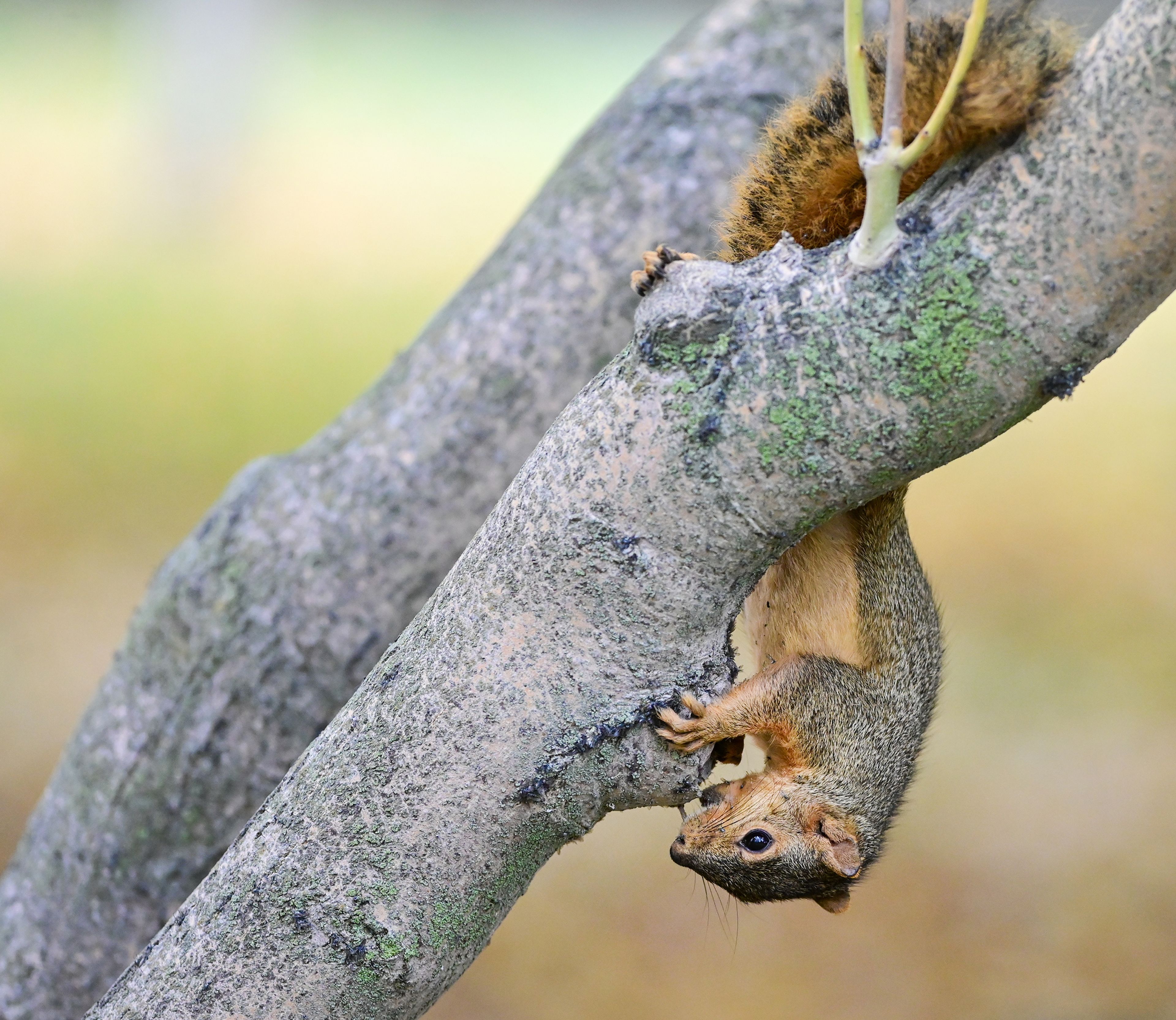 A squirrel hangs upside down to nibble on the underside of a branch Wednesday in Moscow.