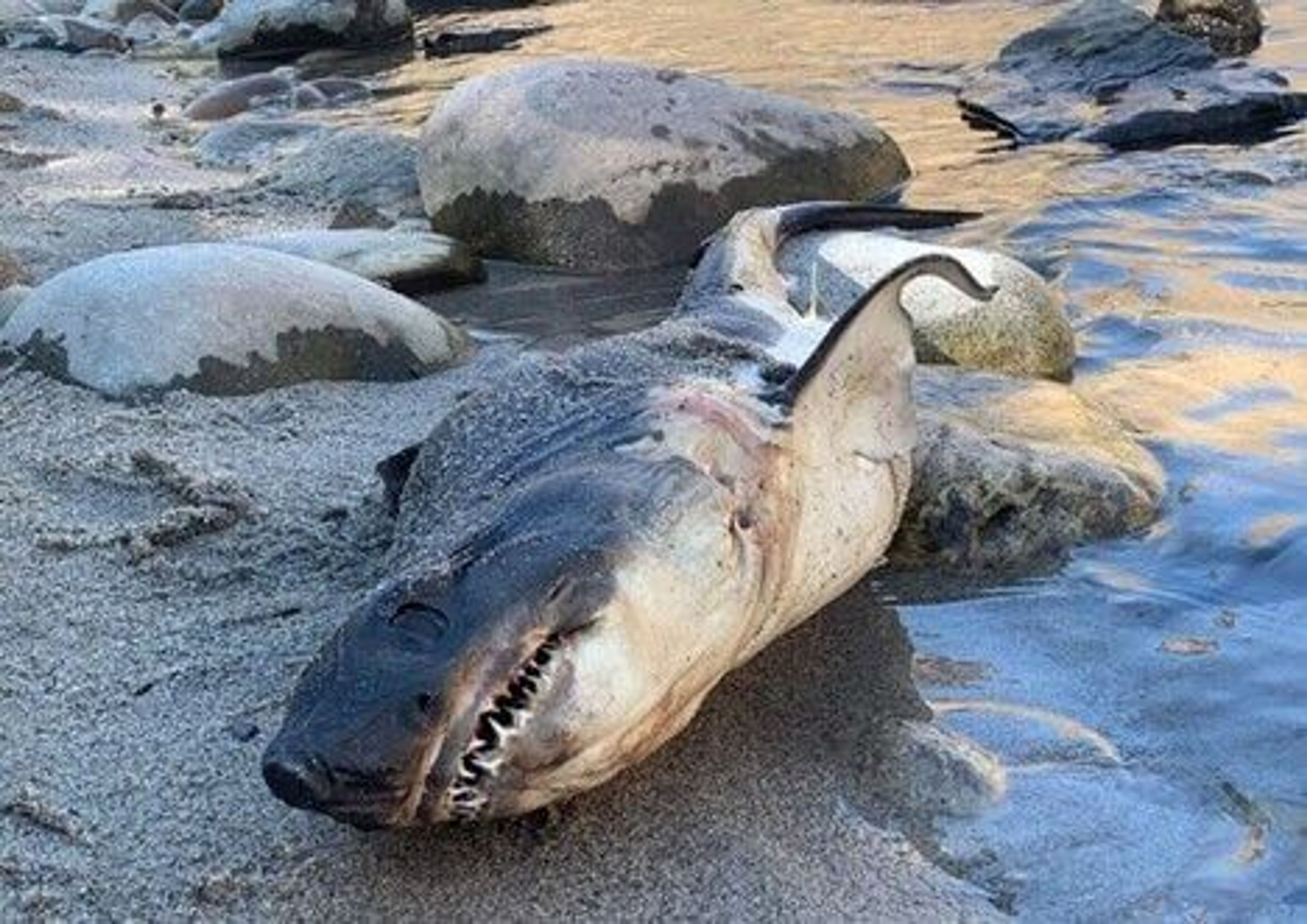 A dead salmon shark is seen on a Salmon River beach near Riggins. Officials from the Idaho Department of Fish and Game believe the shark was brought to the Idaho river as a prank.