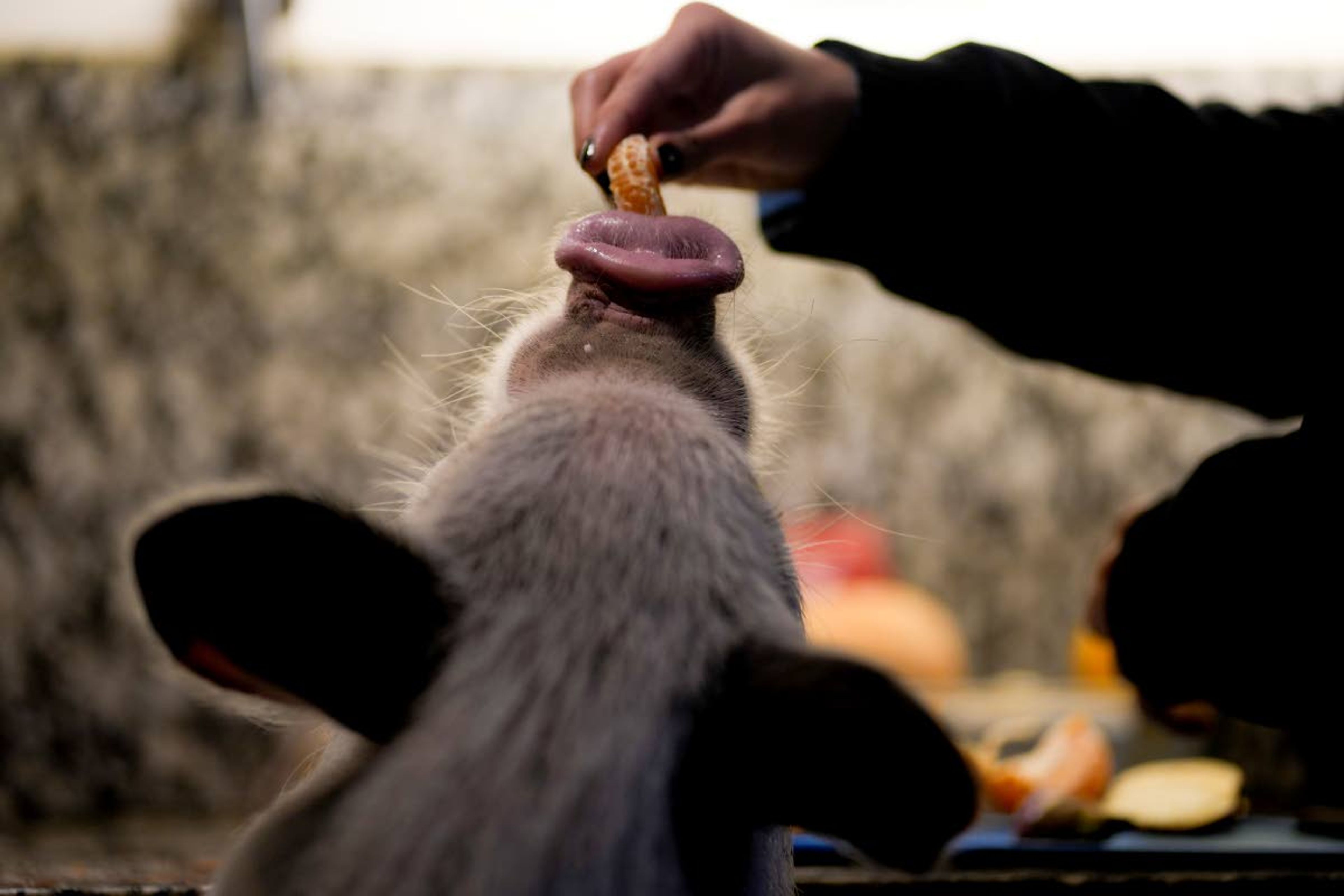 Luciana Benetti, 16, feeds her pet pig Chanchi, which was given to her as a birthday gift the previous year during the COVID-19 lockdown, in Buenos Aires, Argentina, Saturday, Sept. 4, 2021. Without Chanchi, “I wouldn't be me,” said Benetti, who often sleeps alongside the 20-kilo (45-pound) Juliana pig that greets her with a squeal of delight when she arrives at her house. (AP Photo/Natacha Pisarenko)