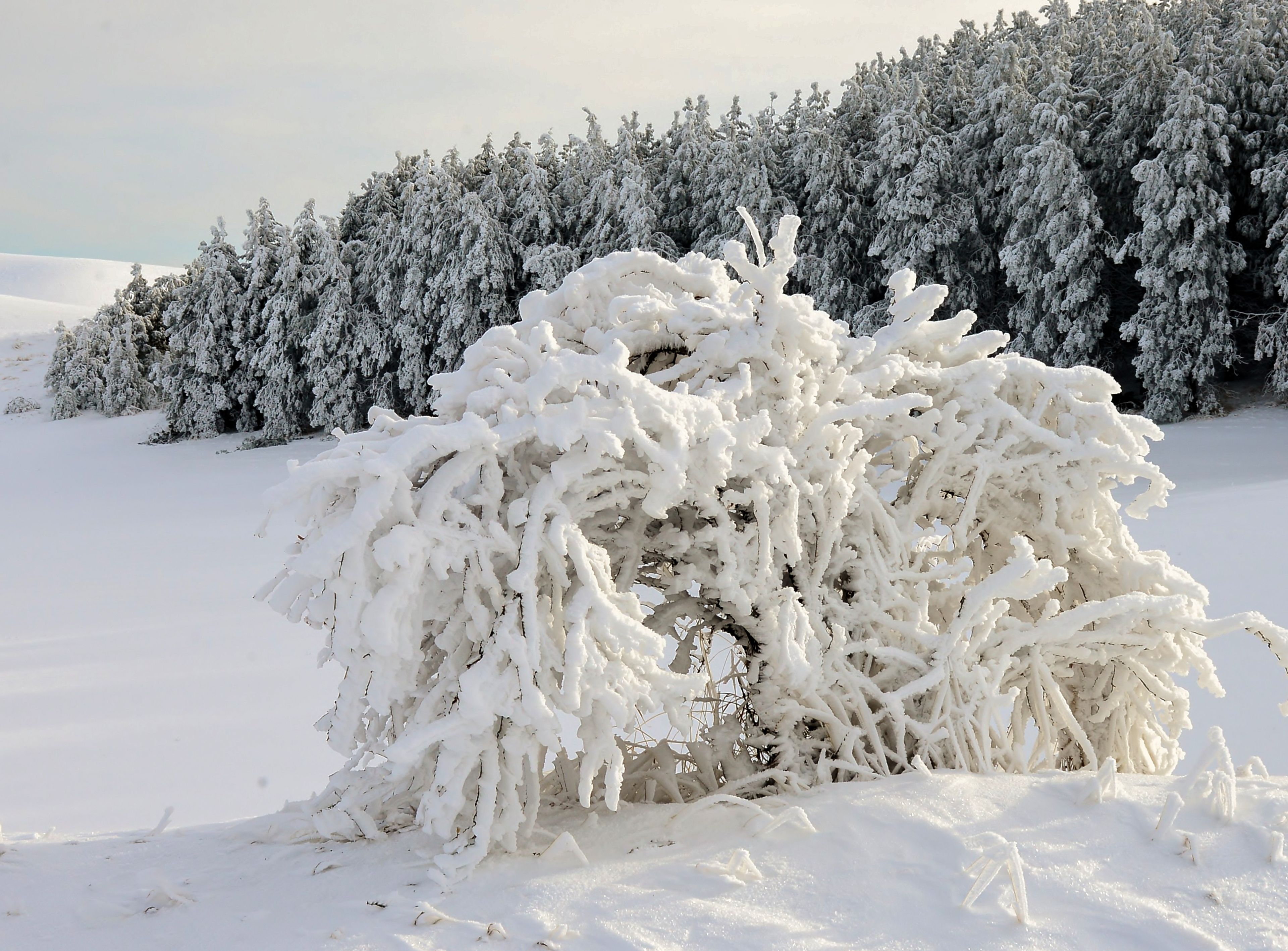 Jerry Cunnington snapped this image of a bush just off a road between Juliaetta and Genesee on Dec. 17. "Every bush, blade of grass and the trees were covered with a layer of snow, ice and thick fog," wrote Cunnington.