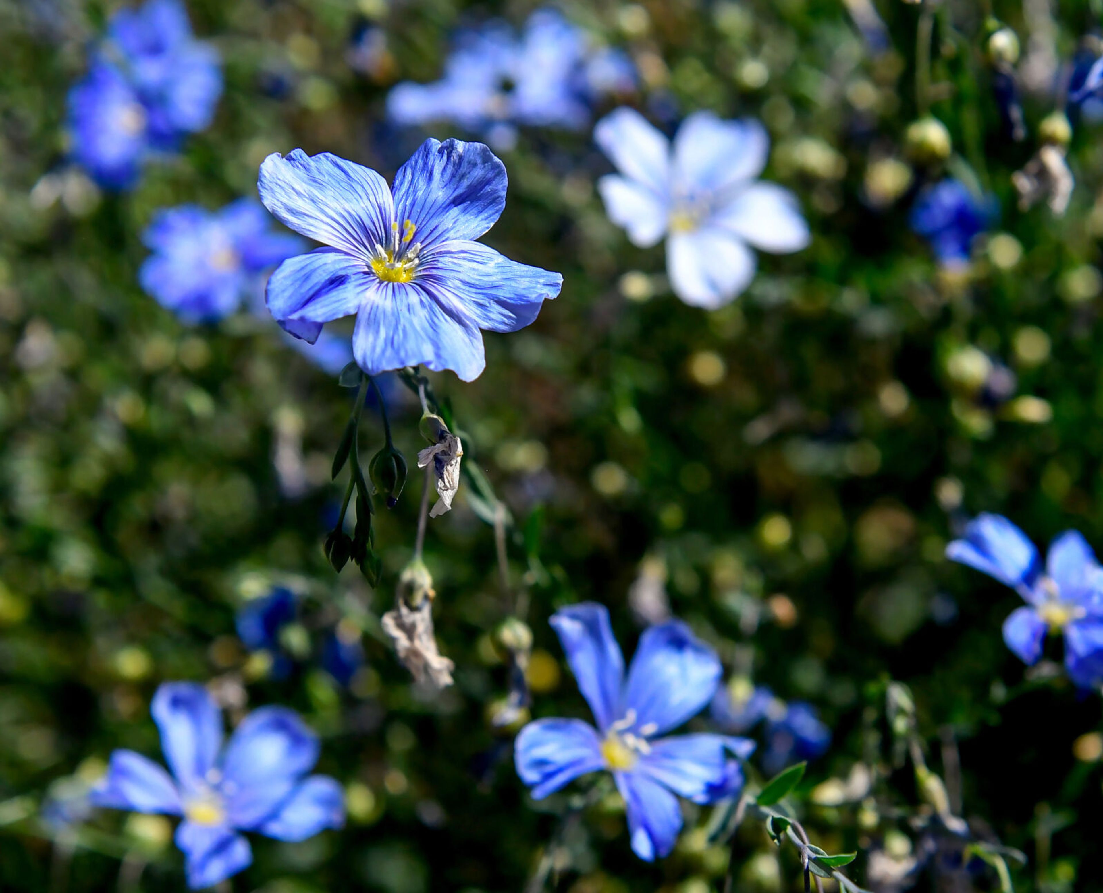 Sun hits the petals of Lewis’ flax, also known as Blue Flex or Linum lewisiion, in Pam Brunsfeld’s garden on Friday in Moscow.