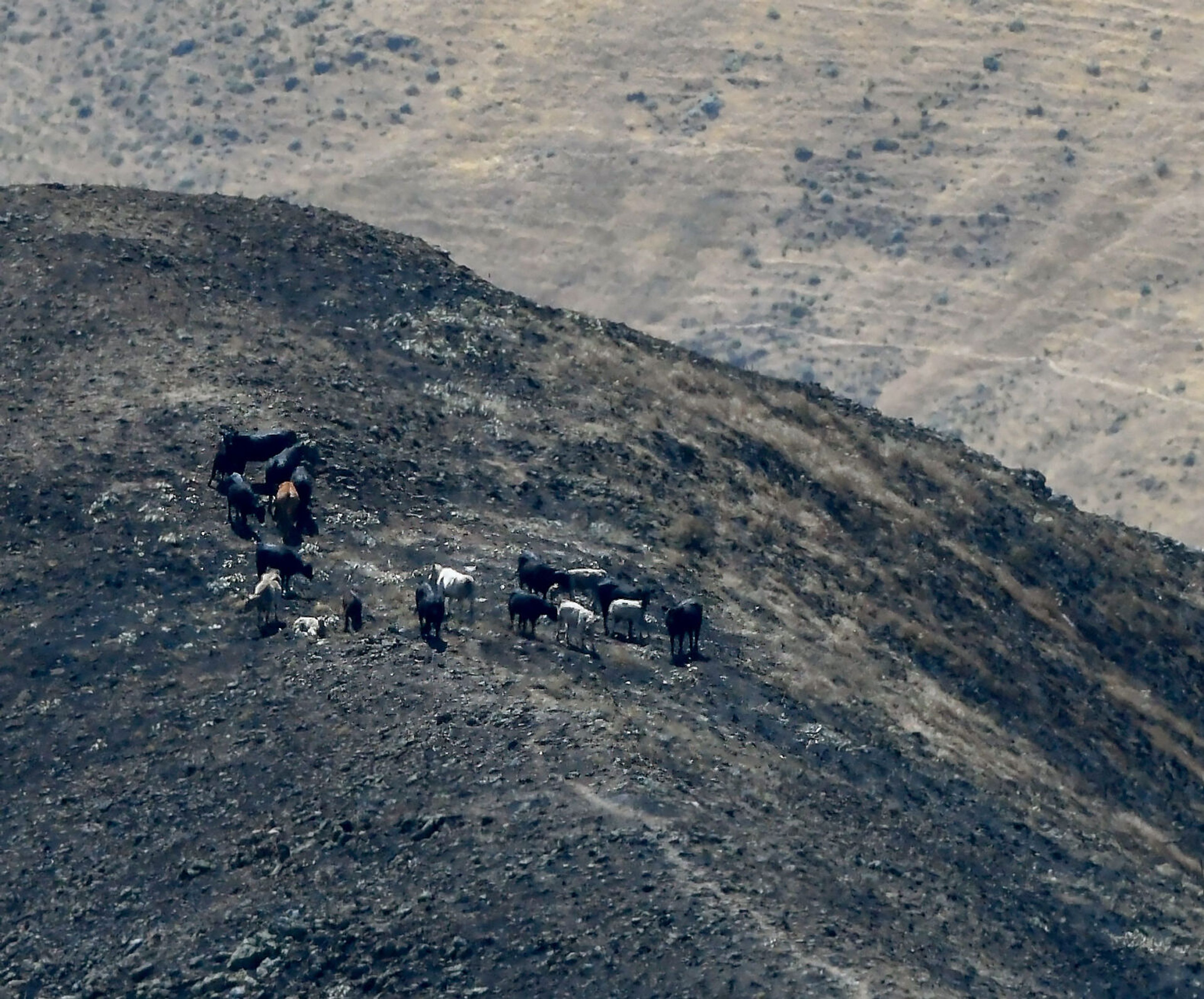 A small herd of cows stand on a charred summit after a wildfire between Nisqually John Landing and Steptoe Canyon. The fire was nearly 100% containment as of Sunday.