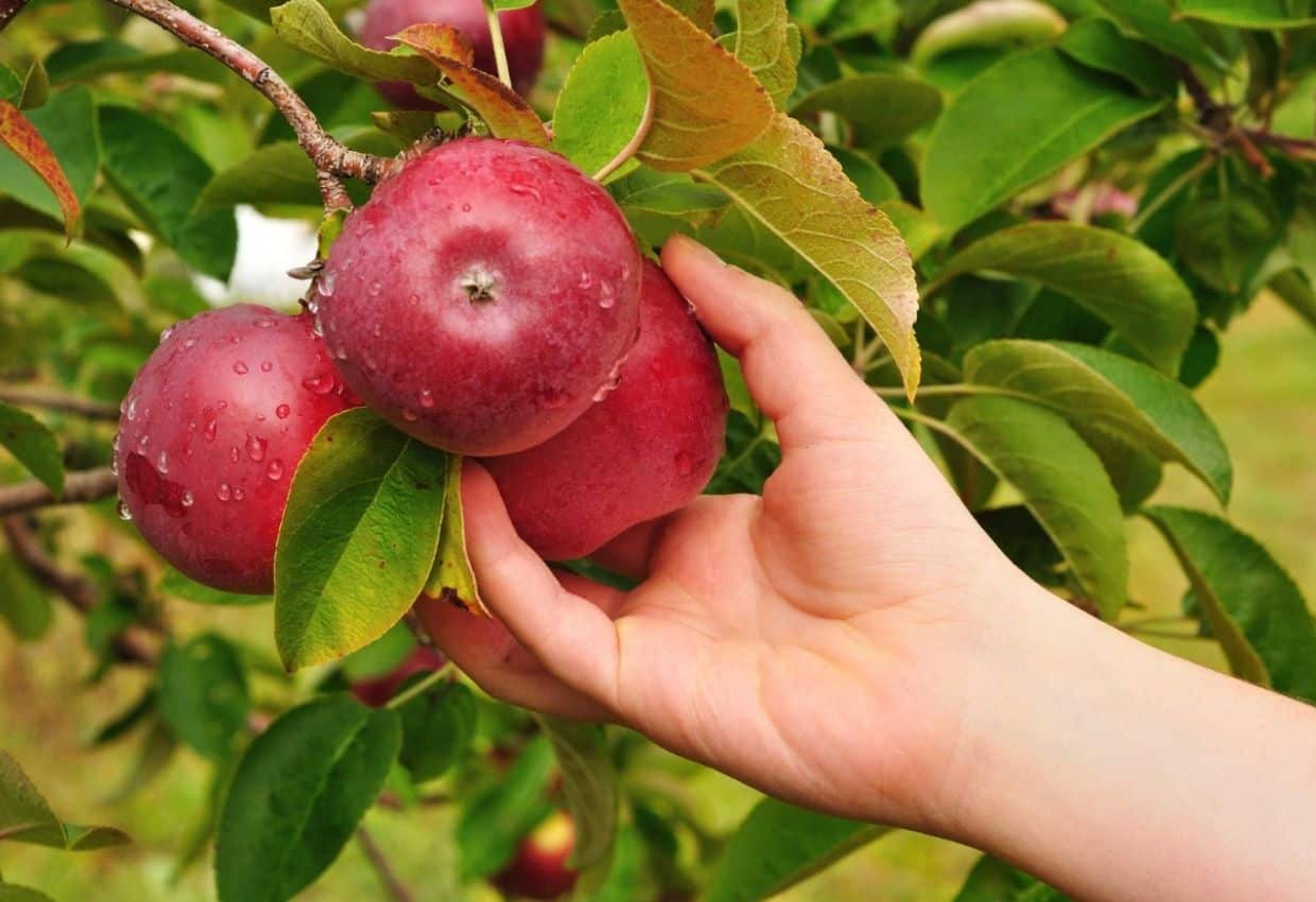 Going apple picking this fall? Don't head to the orchard without checking out these tips to have the best experience. Photo credit: Depositphotos.