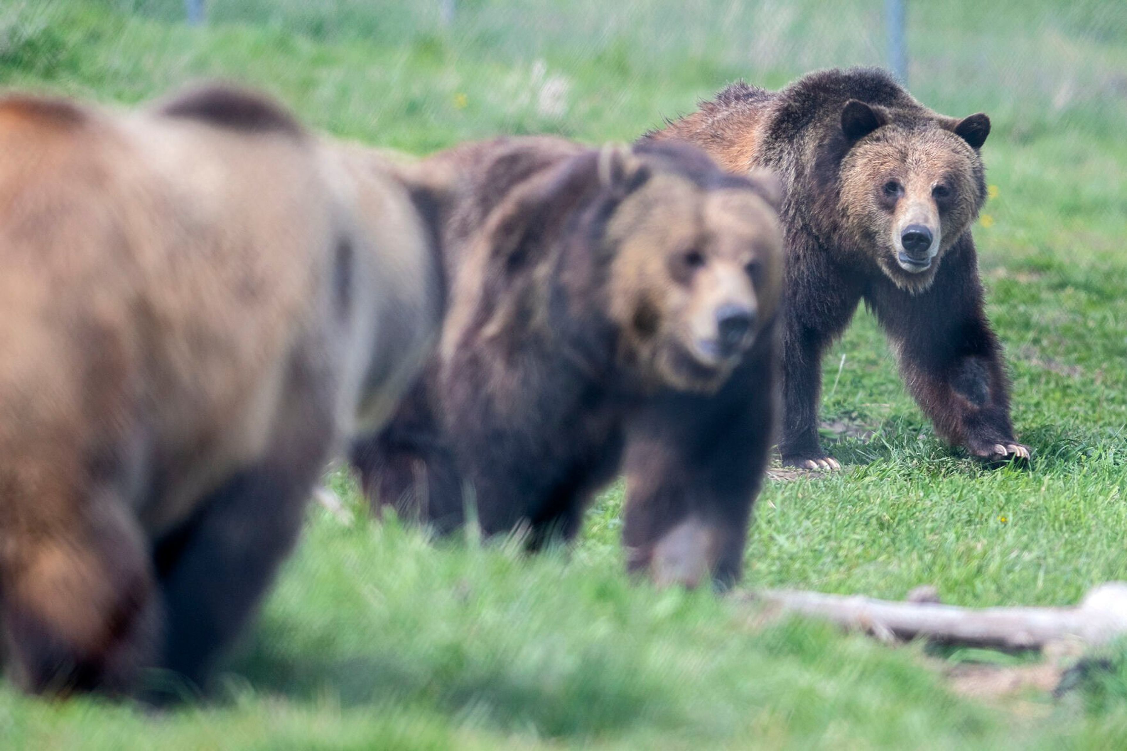 ABOVE: Three of the nearly dozen grizzlies held at Washington State University’s Bear Center are seen snacking on the other side of a series of wire fencing at the center in Pullman. LEFT: Megan Forbes, left, of Louisville, Ky., and Laurie Arp, of Dublin, Ohio, gaze in amazement at roaming grizzly bears at Washington State University’s Bear Center in Pullman. Arp and Forbes, who are visiting for work, said they were told they must visit the bears while in town. They both confirmed it was worth the long walk from their hotel up the road. BELOW: One of the nearly dozen grizzlies held at the bear center is seen through a series of wire fencing.