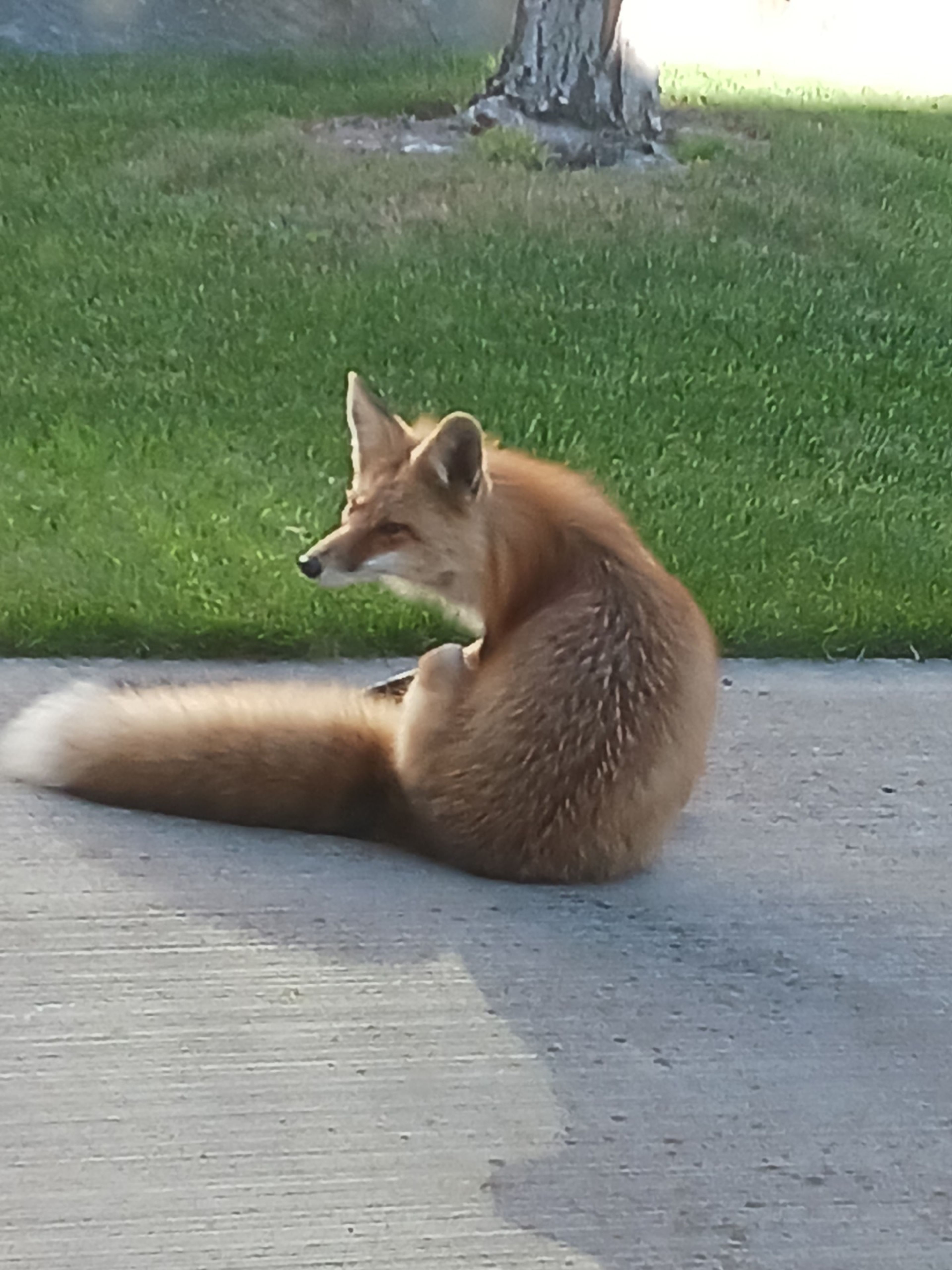 Debbie Sherman of Pullman submitted this image of a fox "checking for more baby bunnies" in Pullman on Thursday.