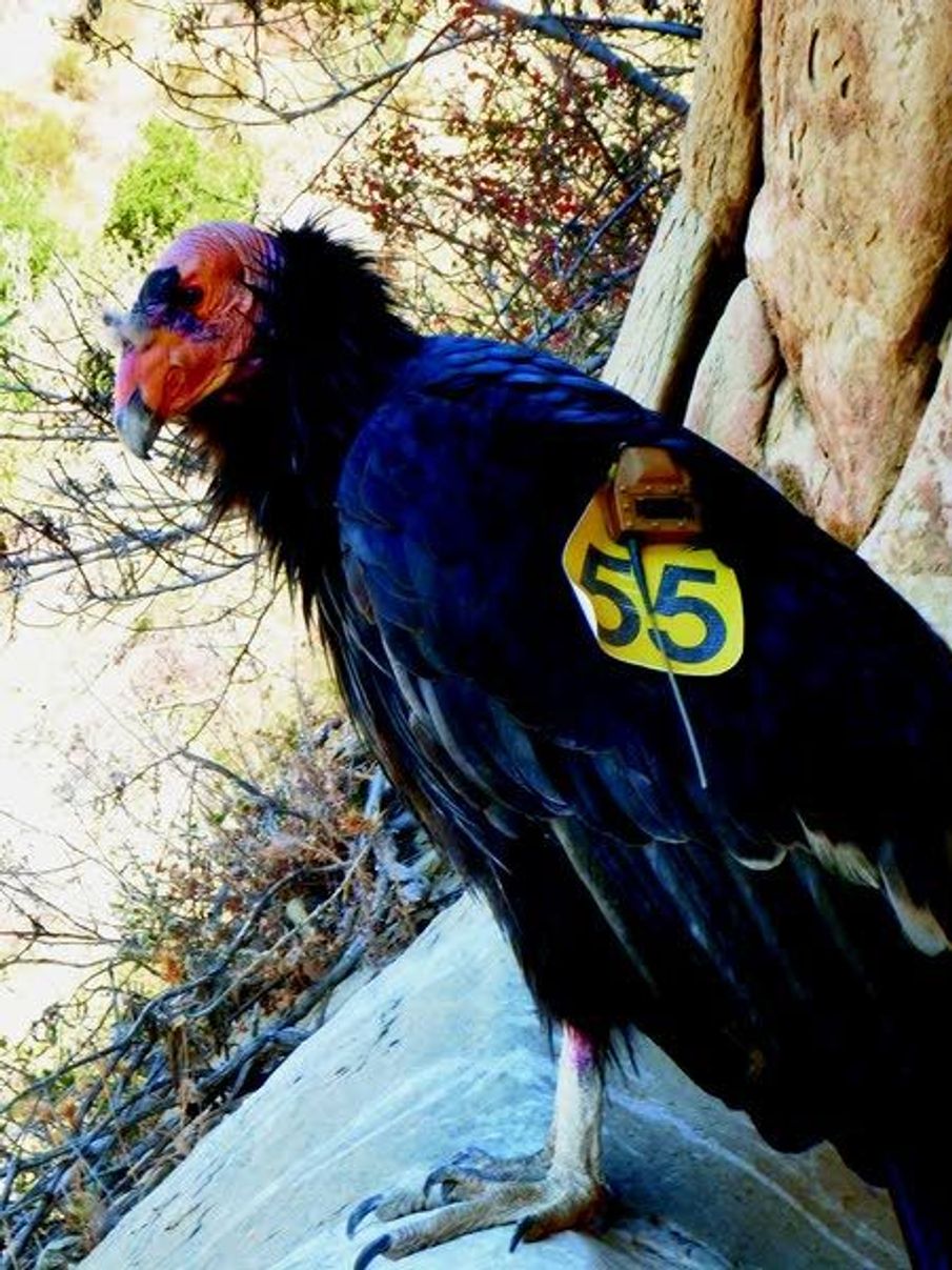 What new tracking devices reveal