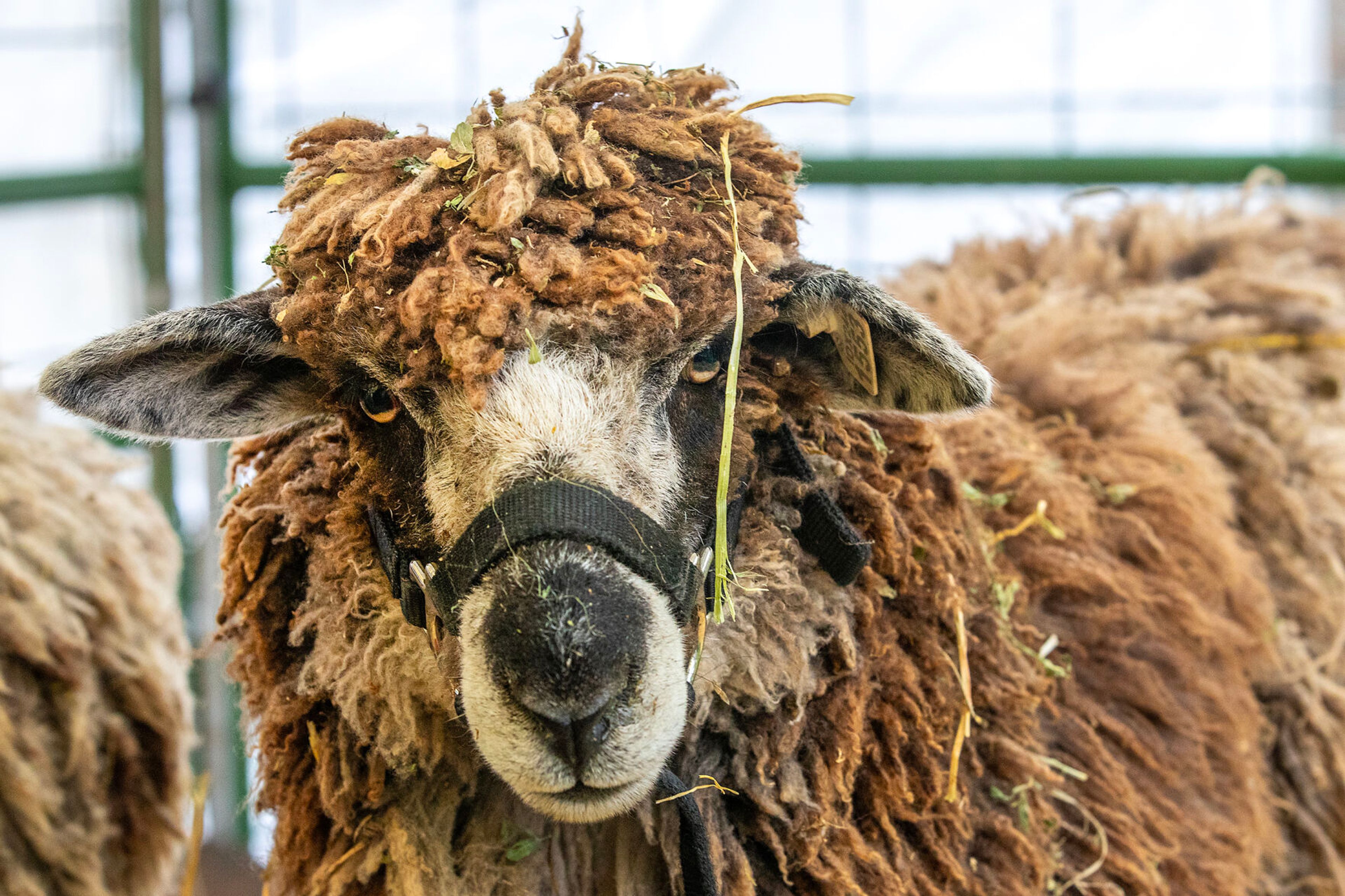 A sheep looks out on the crowd at the Moscow Renaissance Fair Saturday at East City Park in Moscow.