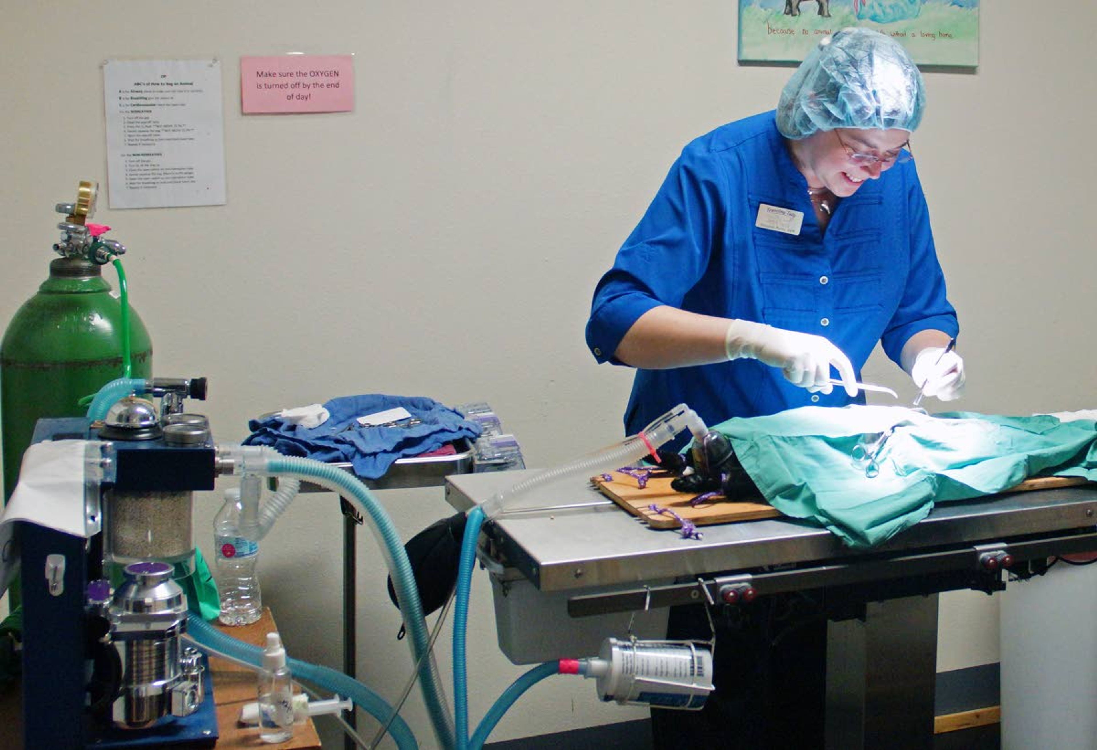 Veterinarian Shannon Merry spays a cat during a feral cat spay and neuter clinic Sunday afternoon at Affordable Veterinary Care in Moscow.