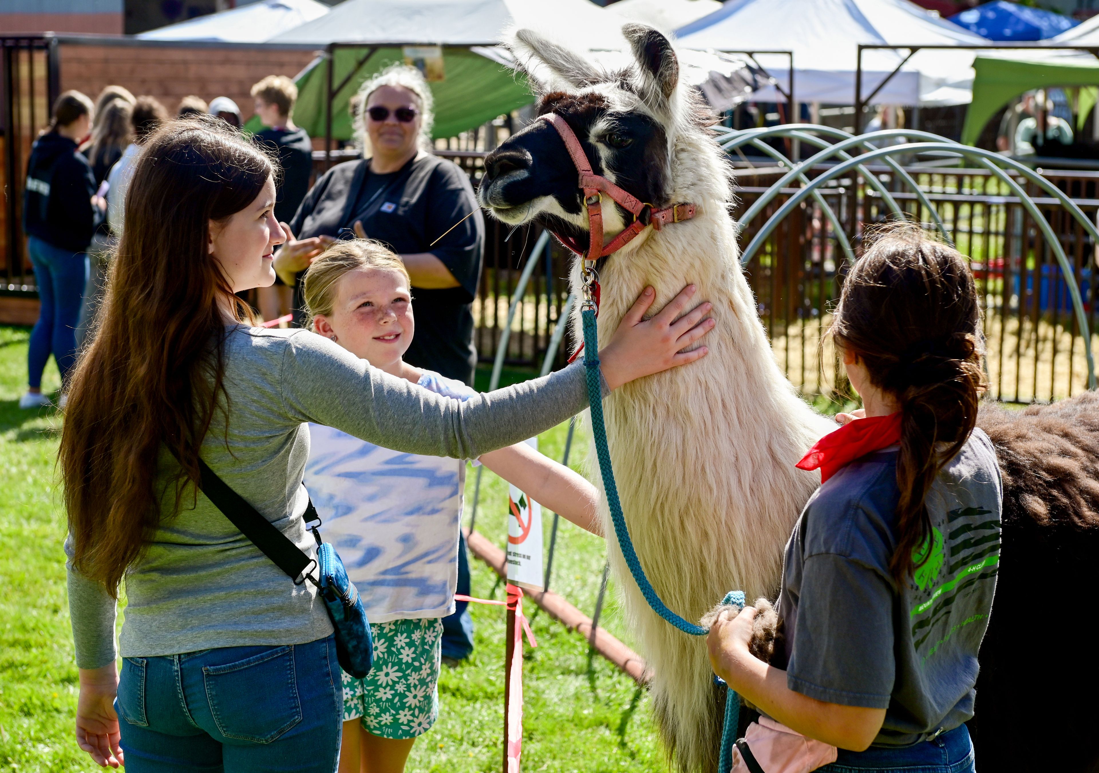 Rose Swam, left, 12, and Kendall Terhaar, center, 8, pet llama Harmony, 8, being held by Kinley Garrett, right, 11, at a demonstration by Palouse Pack Llamas and Mountain View 4-H clubs at the Latah County Fair on Friday in Moscow.