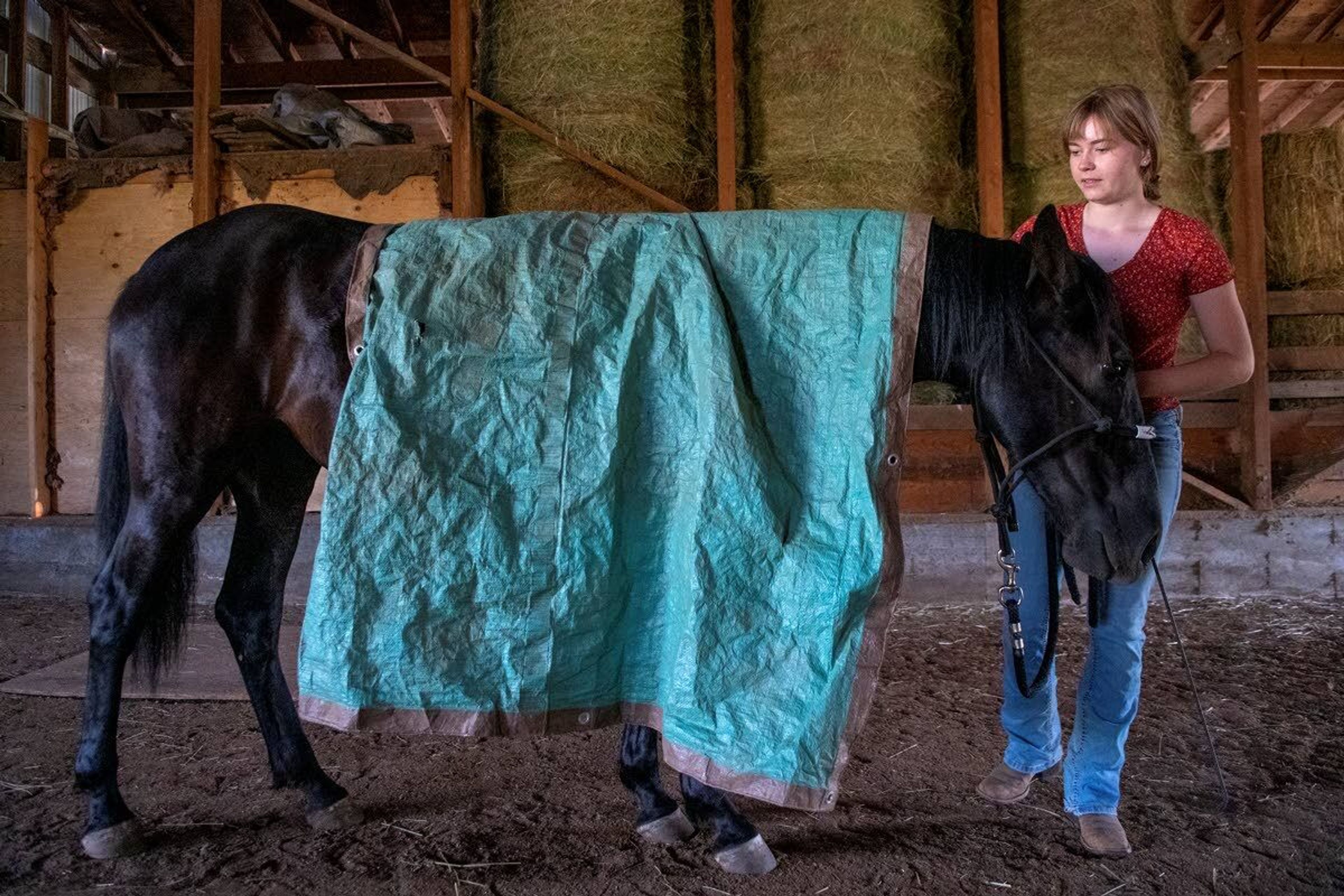 ABOVE: Hylton runs her hand through Lyra’s hair just above her freeze branding. Wild mustangs are given the freeze mark, a white brand on their neck, for identification when they are rounded up from Bureau of Land Management land. LEFT: Hylton places a tarp over Lyra’s back to help desensitize her during a morning of training. She’ll show off the horse’s new skills at the Extreme Mustang Makeover later this month in Oklahoma.