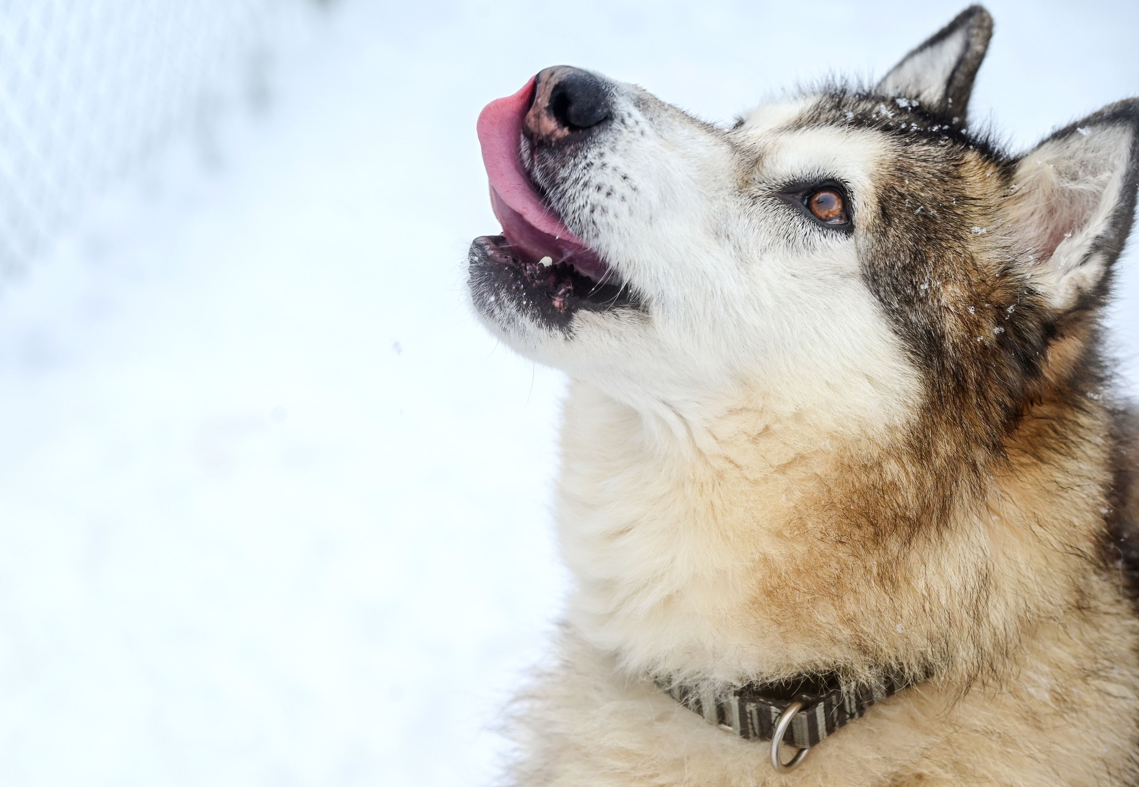 Kaya, a long-term guest at the Humane Society of the Palouse, licks her chops after receiving a treat in Moscow on Wednesday.