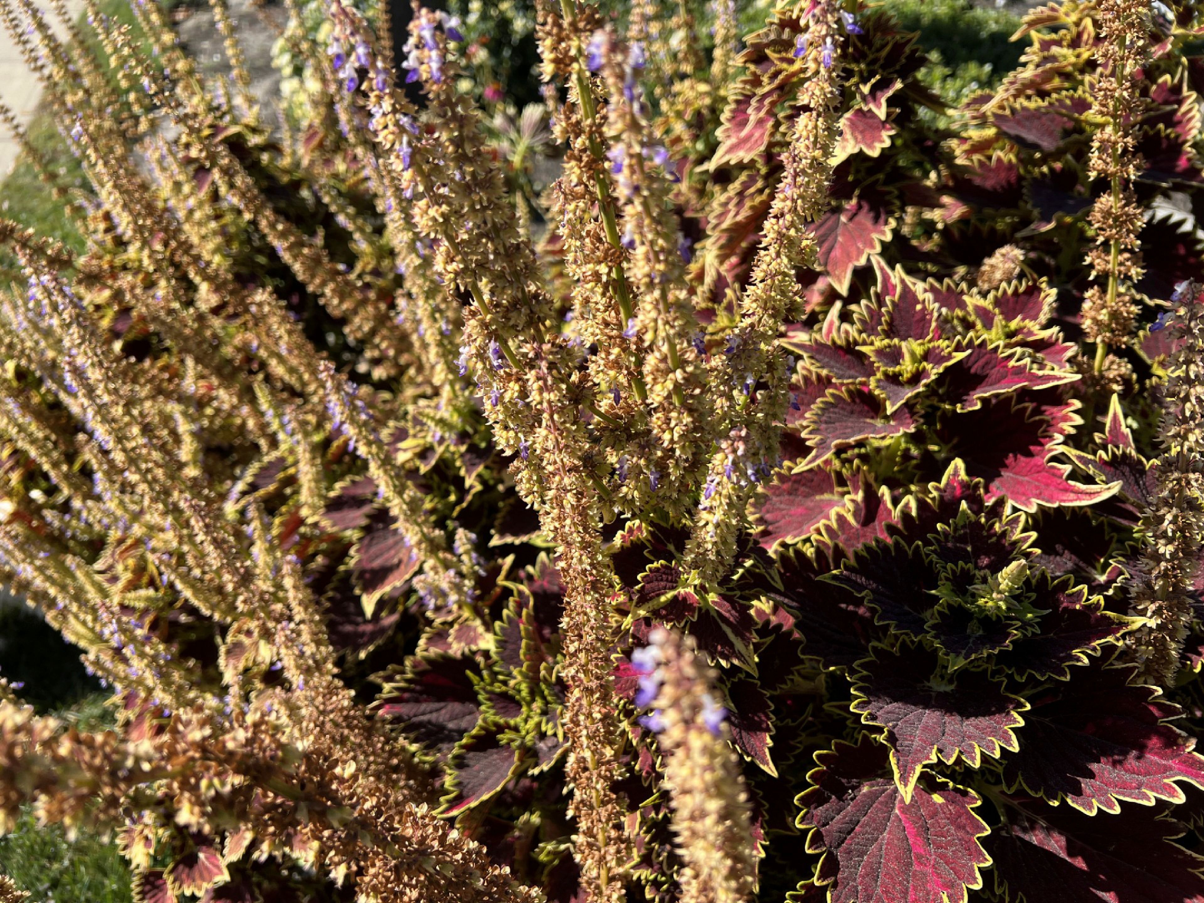 This Nov. 3, 2024, image provided by Jessica Damiano shows tiny purple flowers blooming along the gangly stems of a coleus plant on Long Island, New York. The plant's blooming stage often surprises its gardeners, who typically plant it for its stunning foliage. (Jessica Damiano via AP)