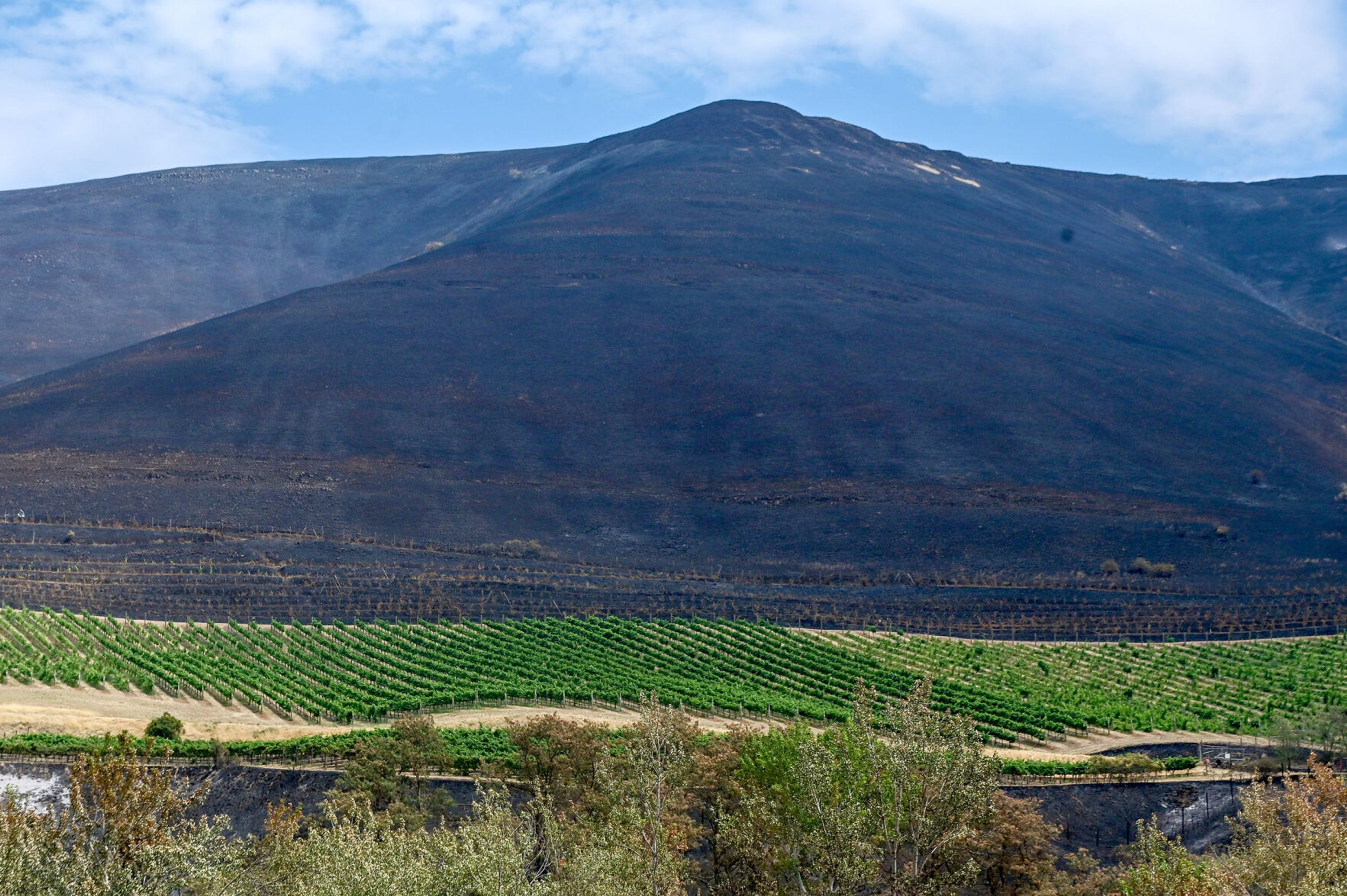 Charred land surrounds the vines of the Colter’s Creek Winery on Monday after burning in the Gwen Fire.