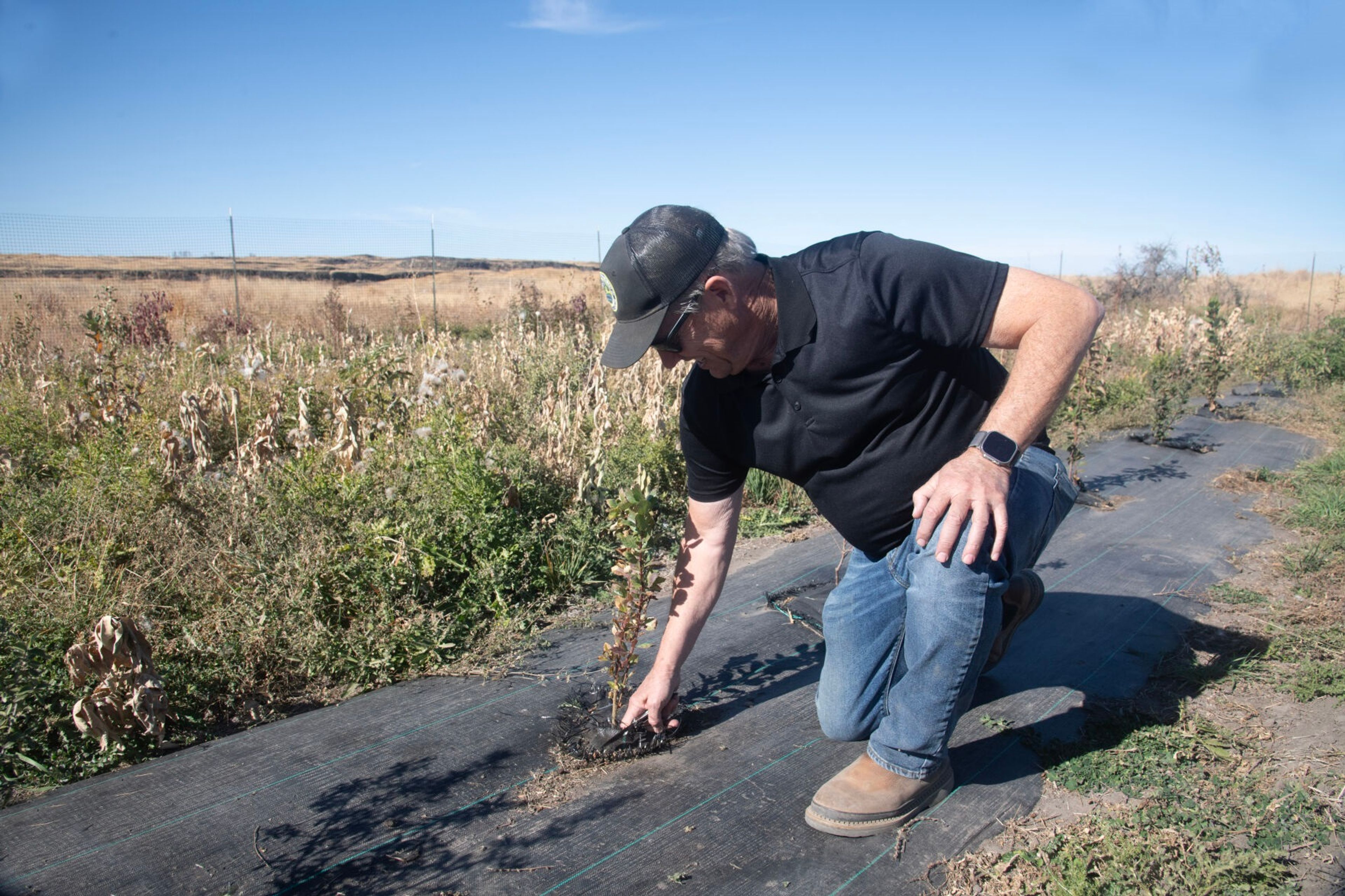 Mike Finch, manager of the Swanson Lakes Wildlife Area, looks at plantings of shrubs on Oct. 10.