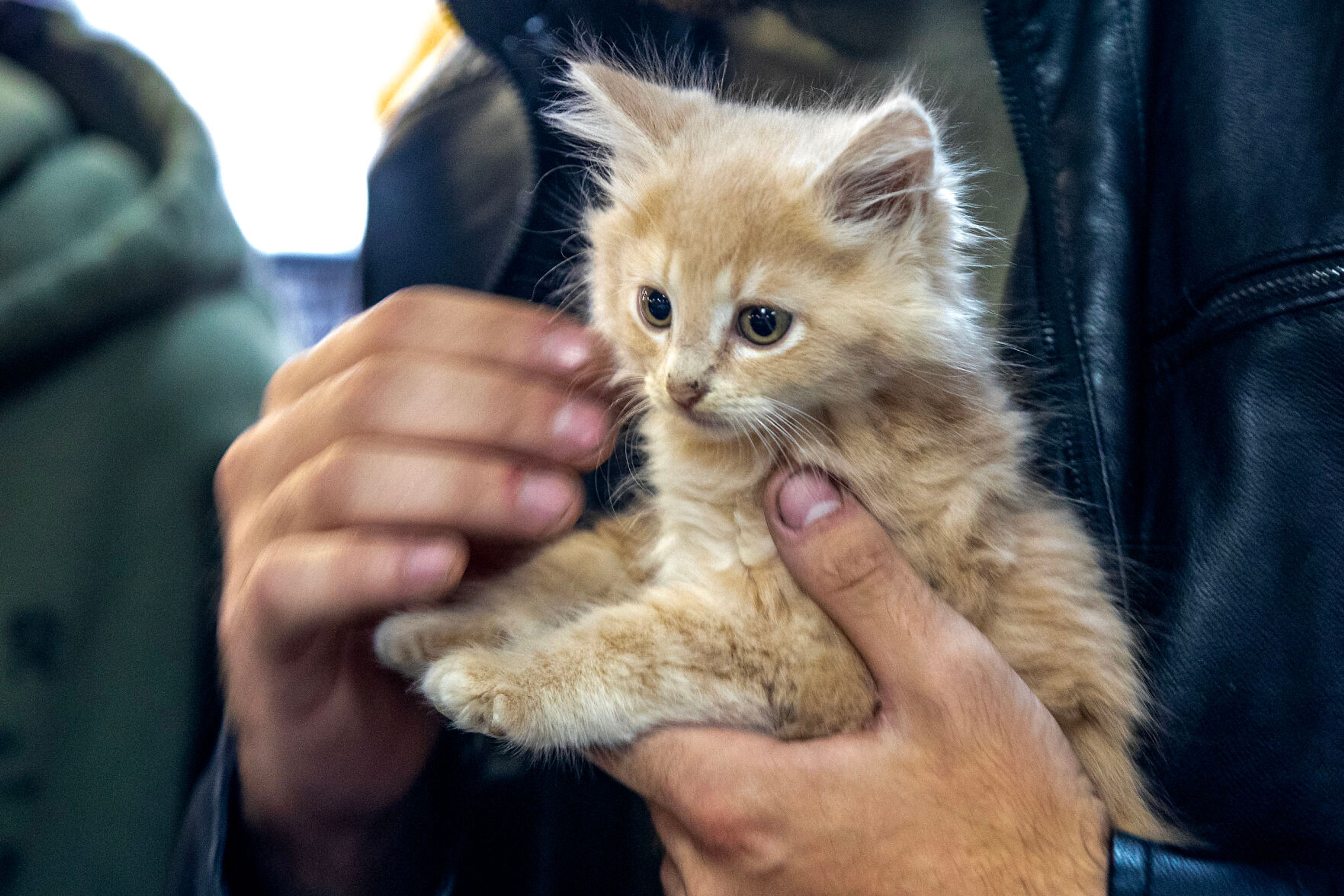 A young kitten is held by a potential owner at the Helping Hands Adoption Event Saturday, August 30, in Lewiston.