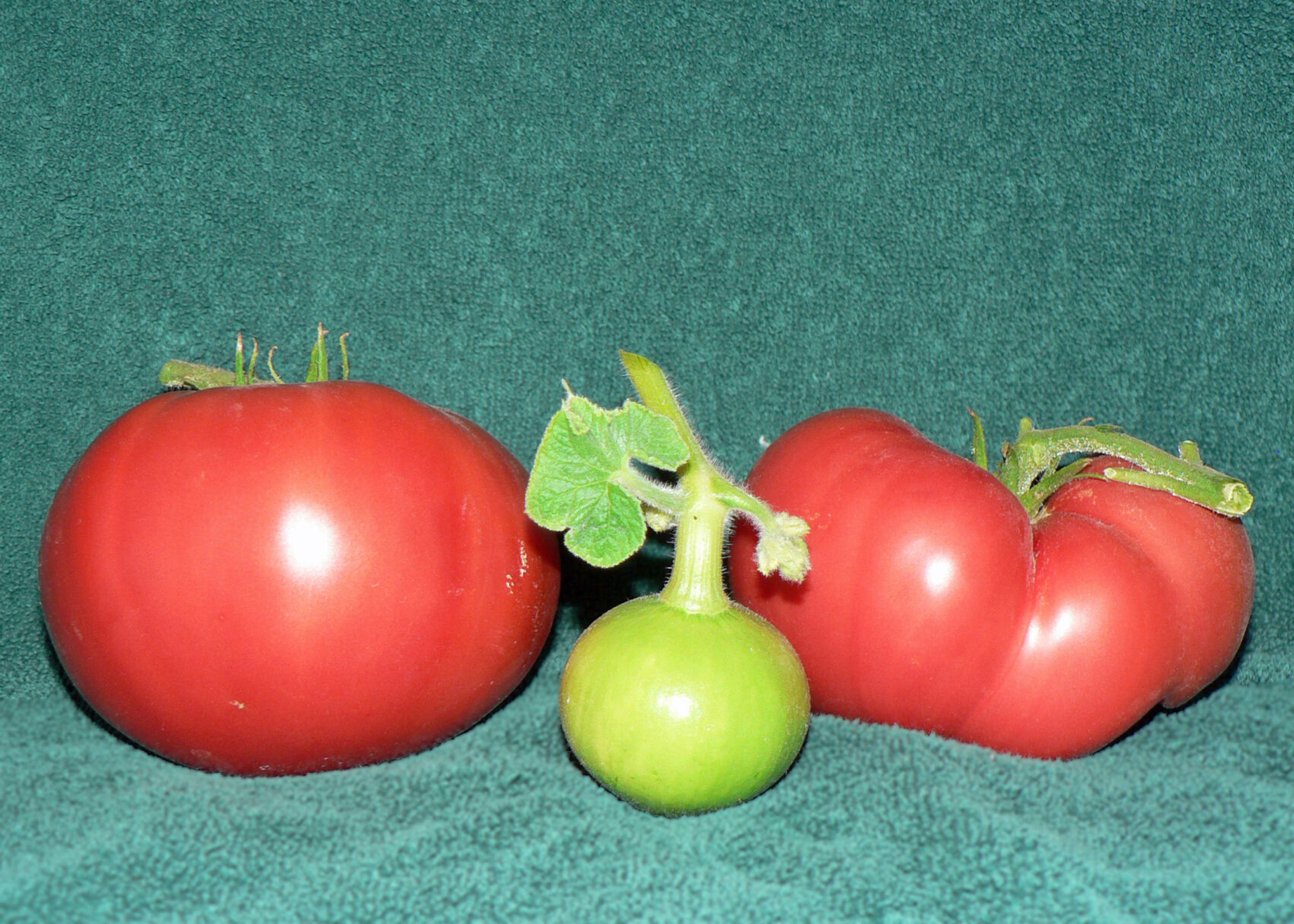 Sydney Craft Rozen's 1-ounce pumpkin looks puny nestled between a 12-ounce Cosmonaut Volkov tomato, left, and a 9-ounce Italian Heirloom tomato.