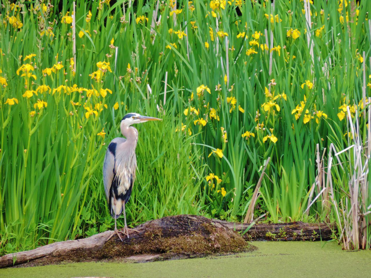 Great blue heron spotted