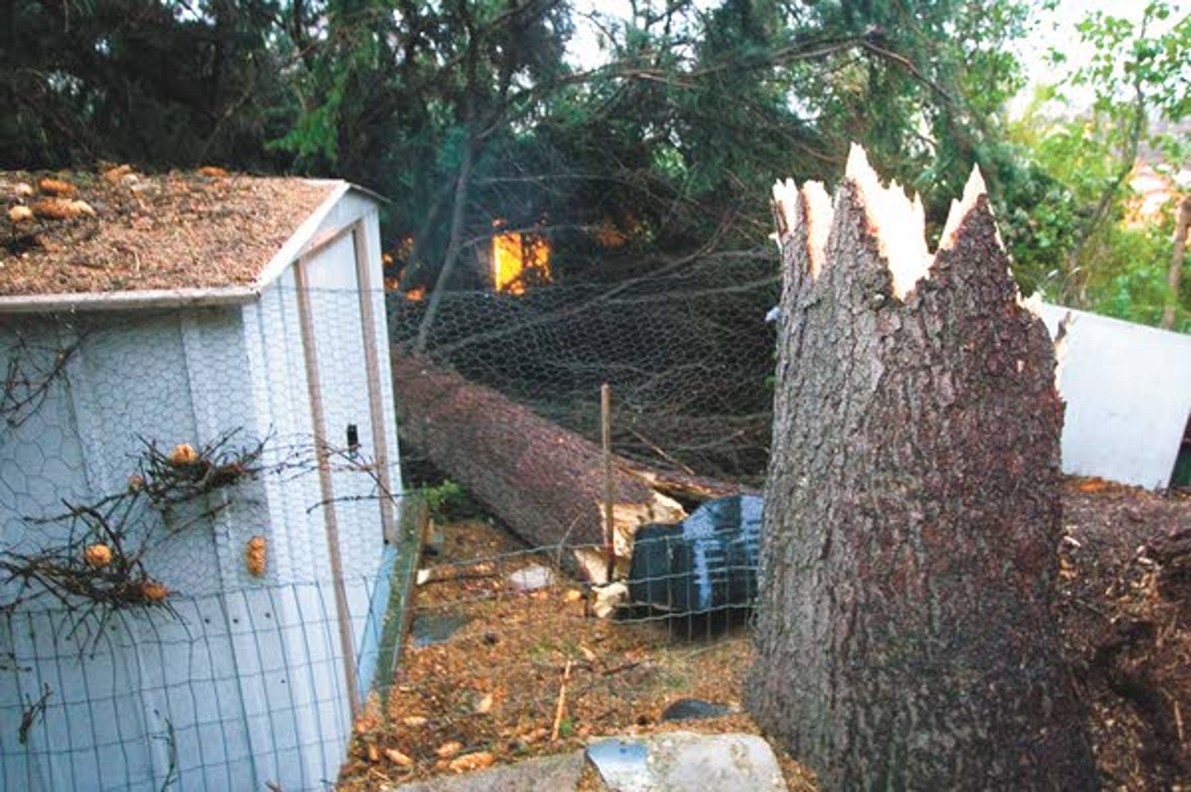 TREE DOWN