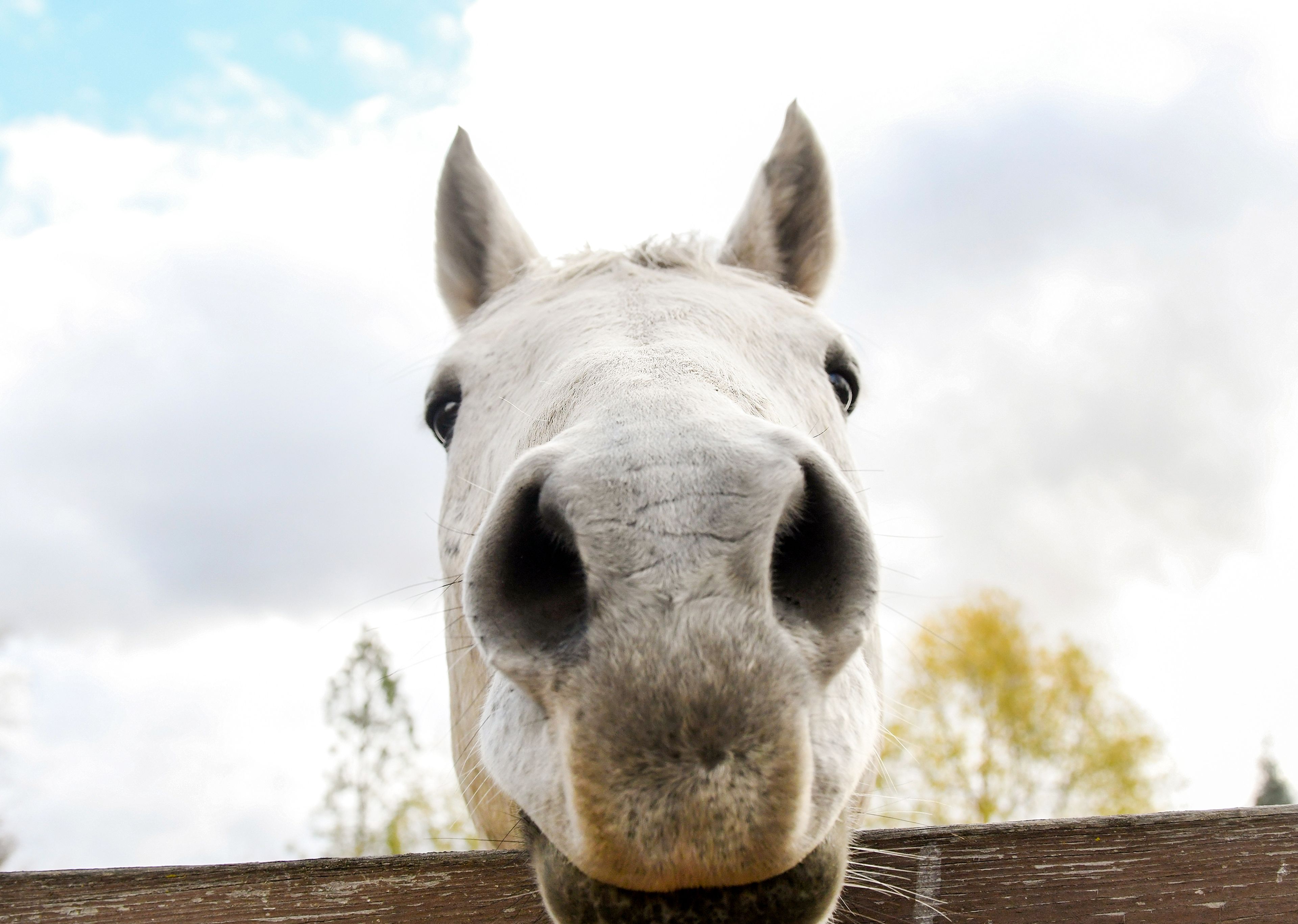 A horse rests its head on the fence of its enclosure Monday in Moscow.