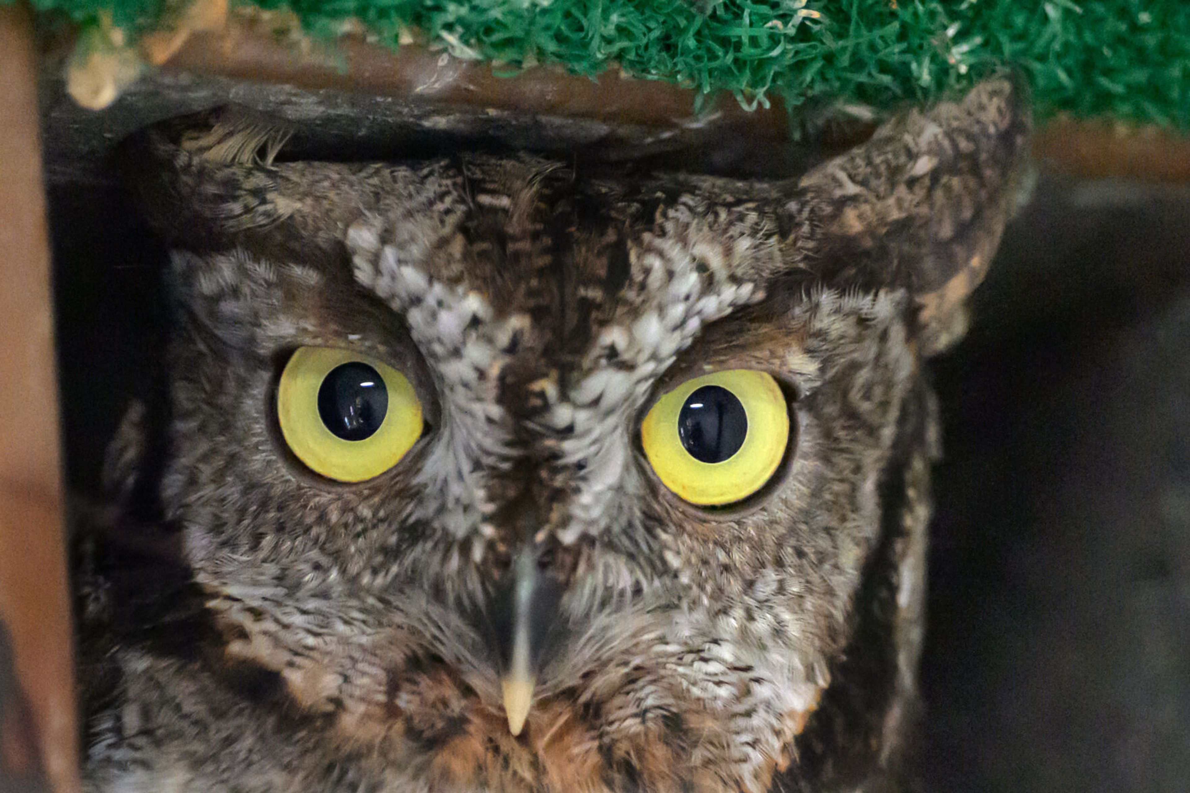 A Western screech owl is shown Thursday at the Stauber Raptor Facility in Washington State University's College of Veterinary Medicine where it had been receiving care. Later in the day, the owl was released into the wild at the Palouse-Clearwater Environmental Institute on in Moscow. The owl was released at PCEI because the facility and surrounding land has an abundance of ideal owl habitat.