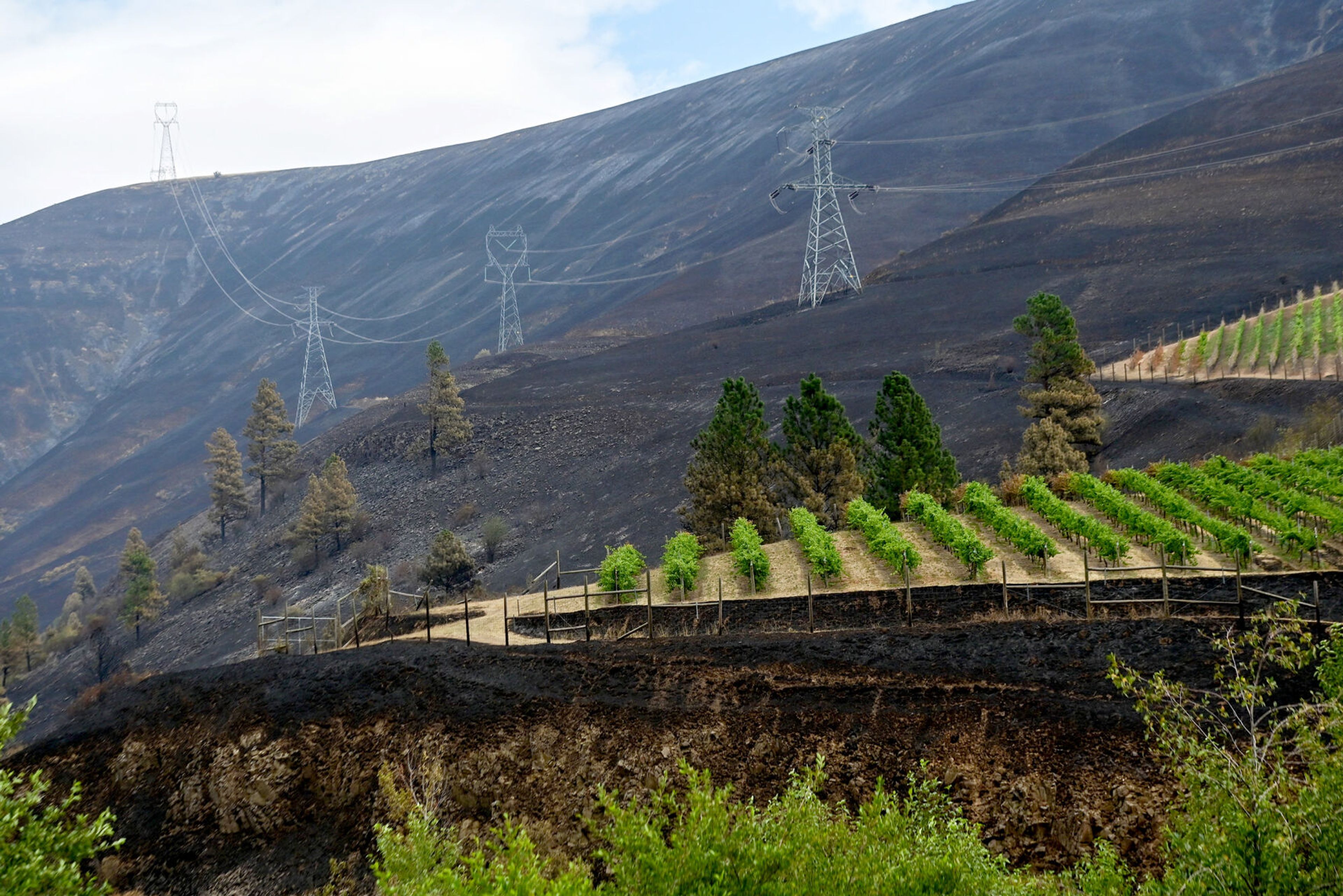 Charred land surrounds the vines of the Colter’s Creek Winery on Monday after burning in the Gwen Fire.