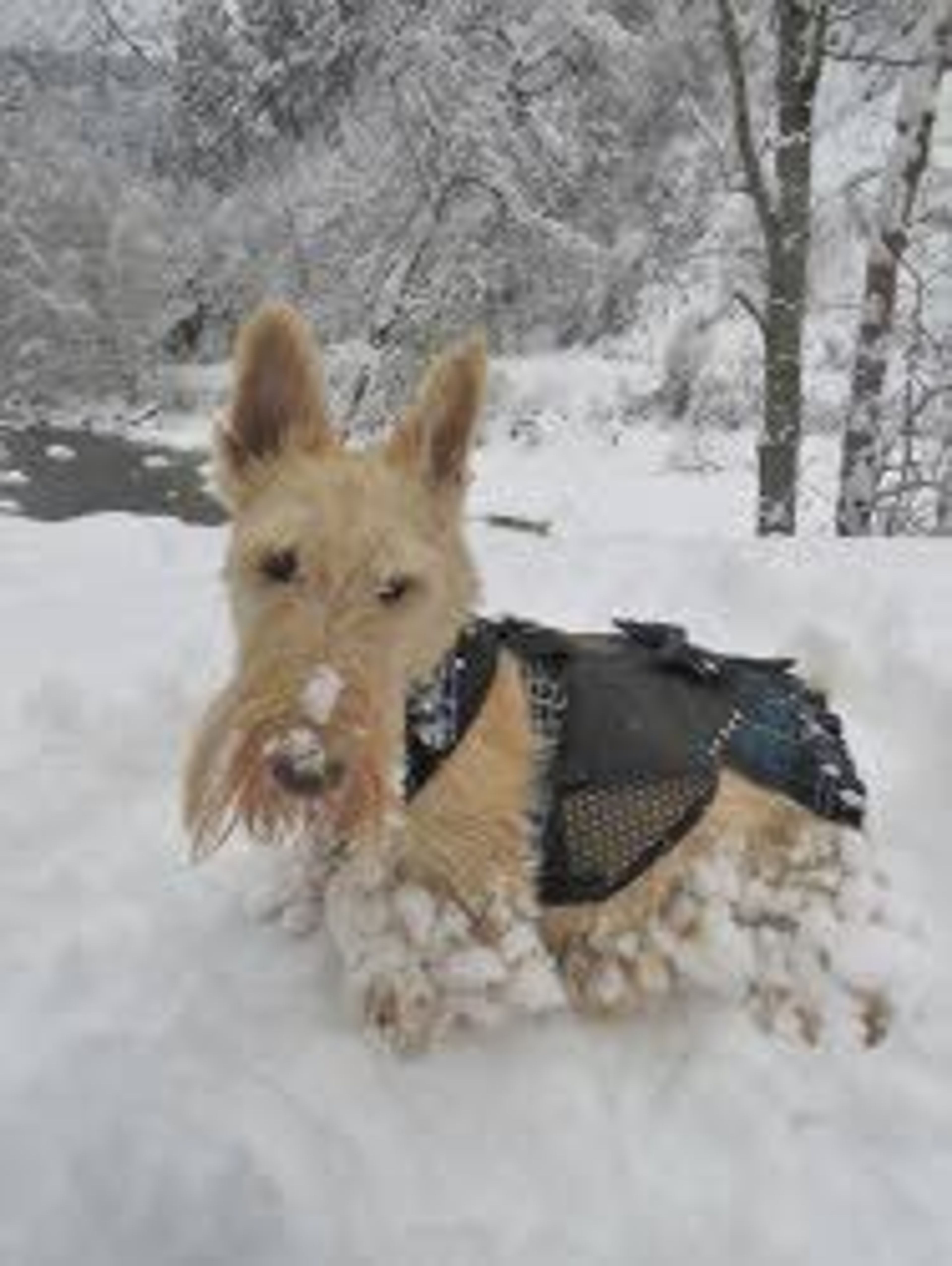 Scottish Snow Dog