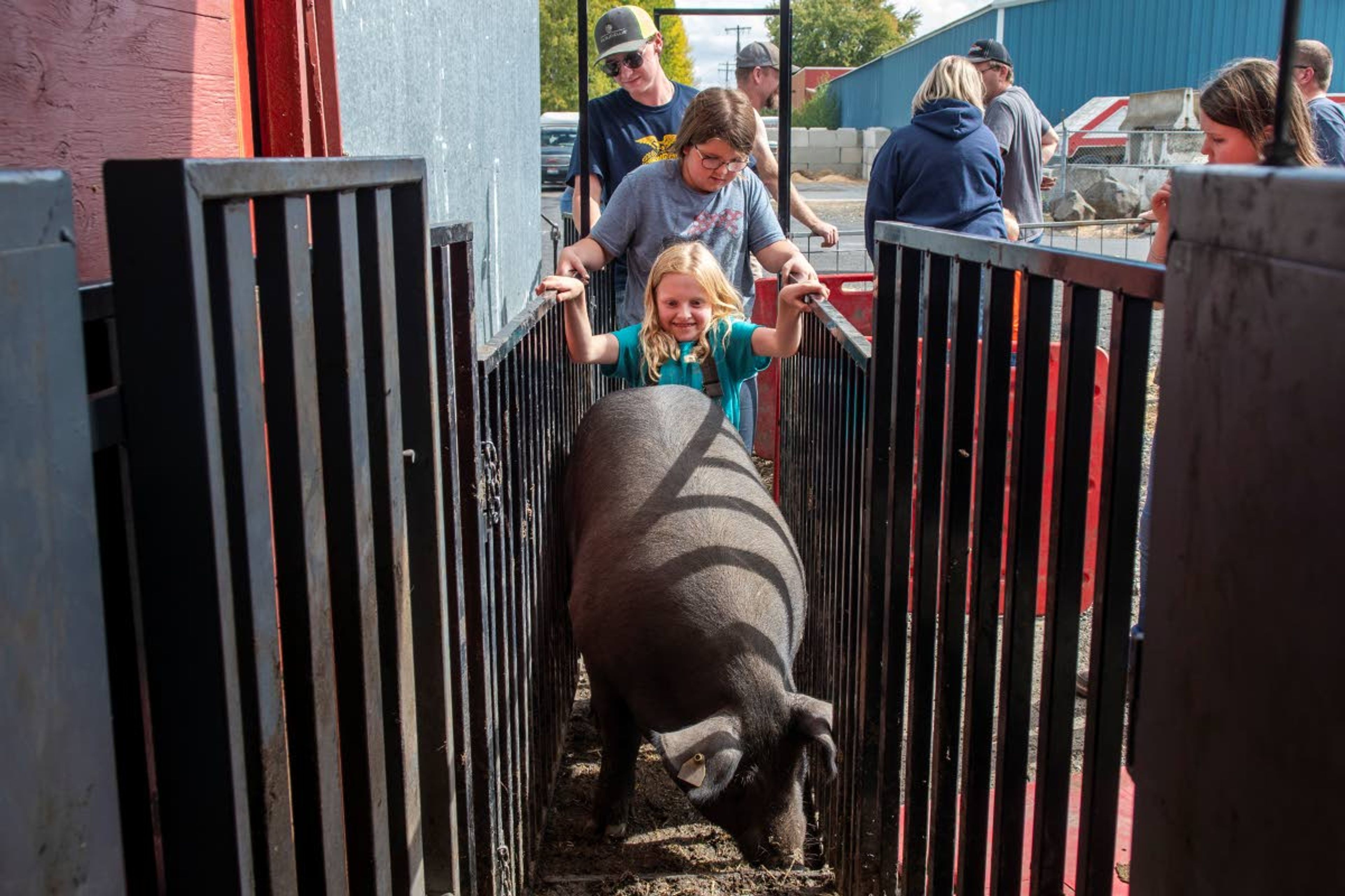 Sydney Minden, 9, attempts to herd a pig named Brick through a narrow gateway so that he can be weighed prior to the start of the Latah County Fair at the Latah County Fairgrounds in Moscow on Wednesday morning.