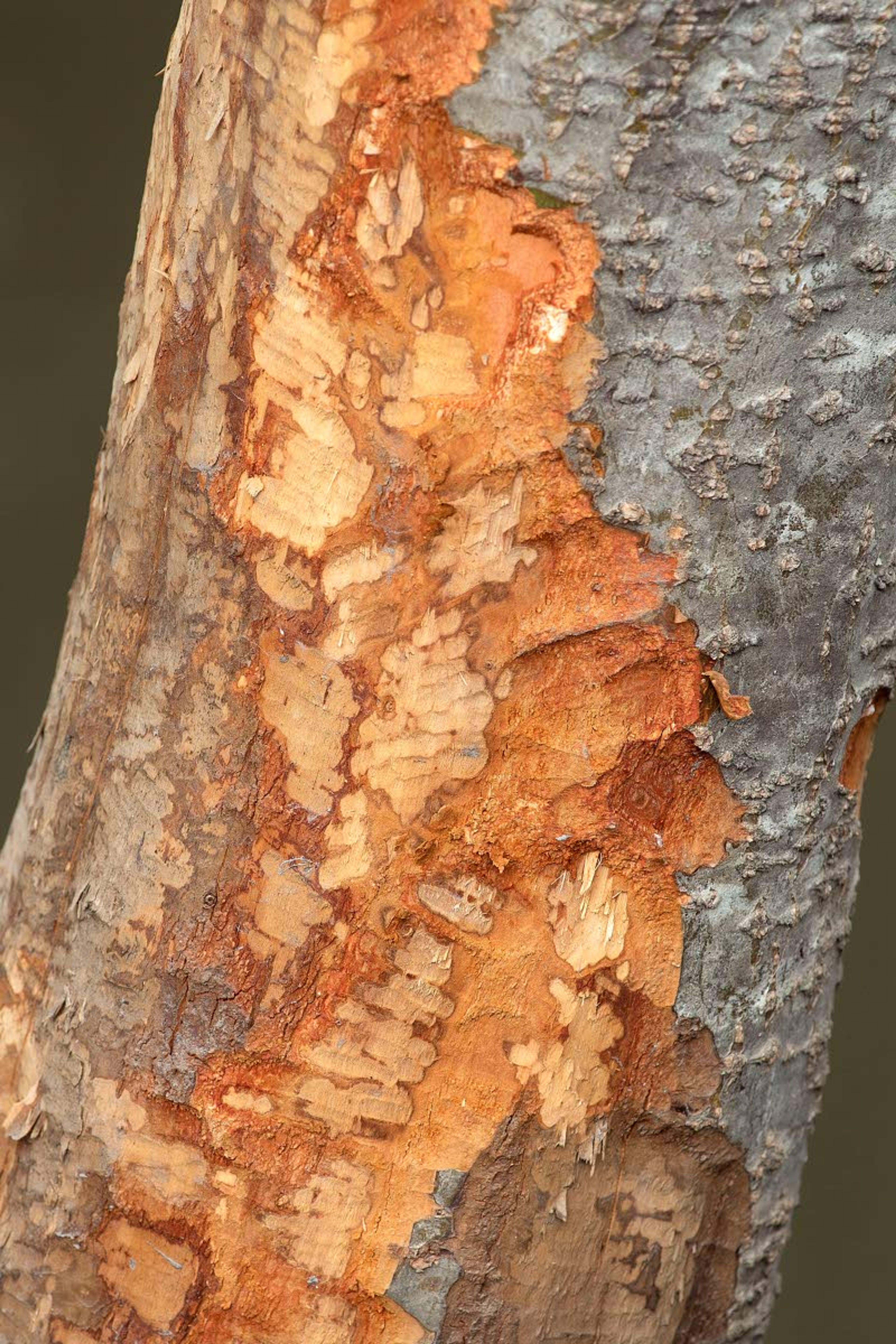 A tree that beavers chewed on is seen on Tuesday at Carol Ryrie Brink Nature Park in Moscow. The park is open again after the beavers were trapped and their dam was removed.