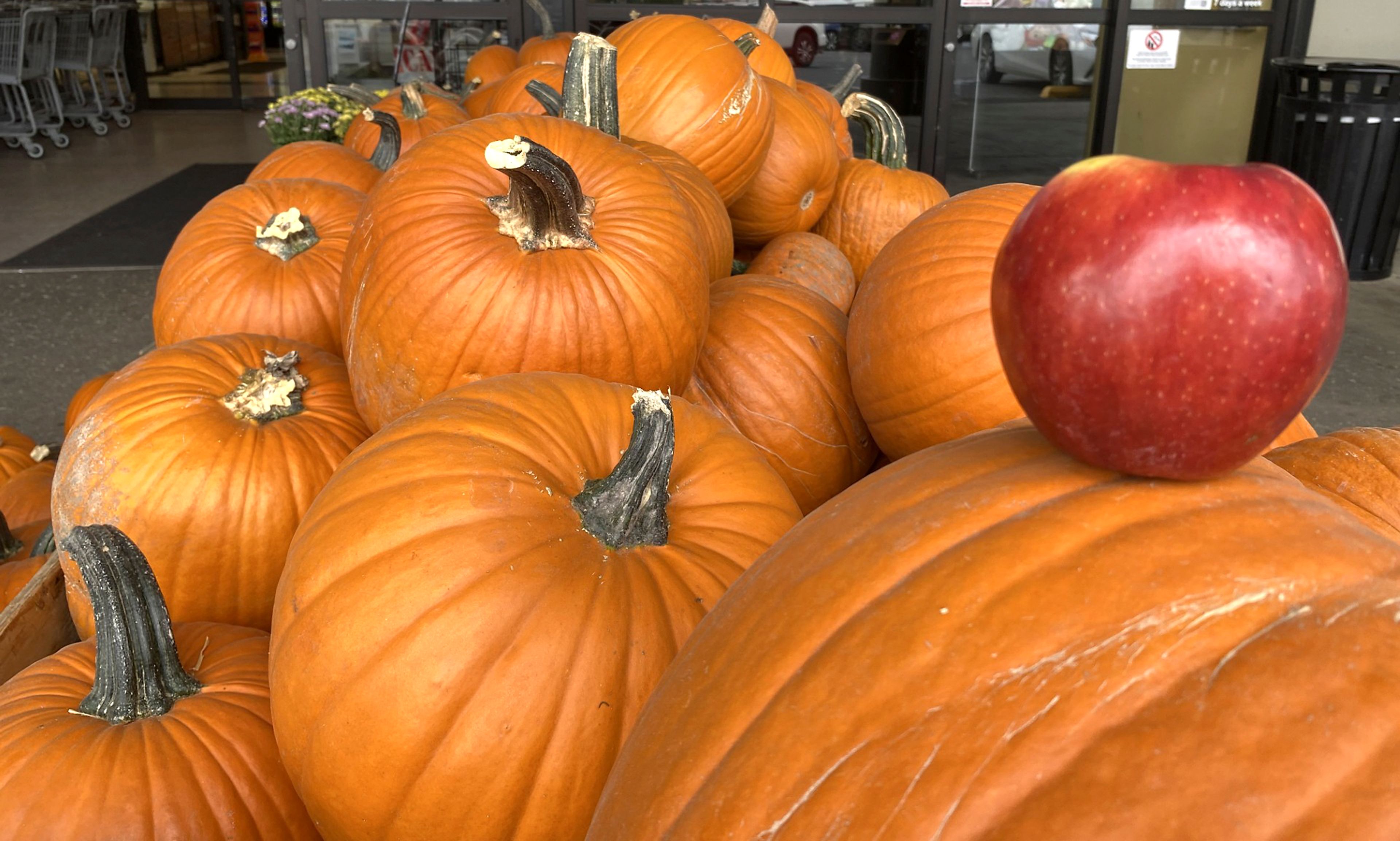 It looks like fall outside of the entrance of Rosauers Supermarket in the Lewiston Orchards.