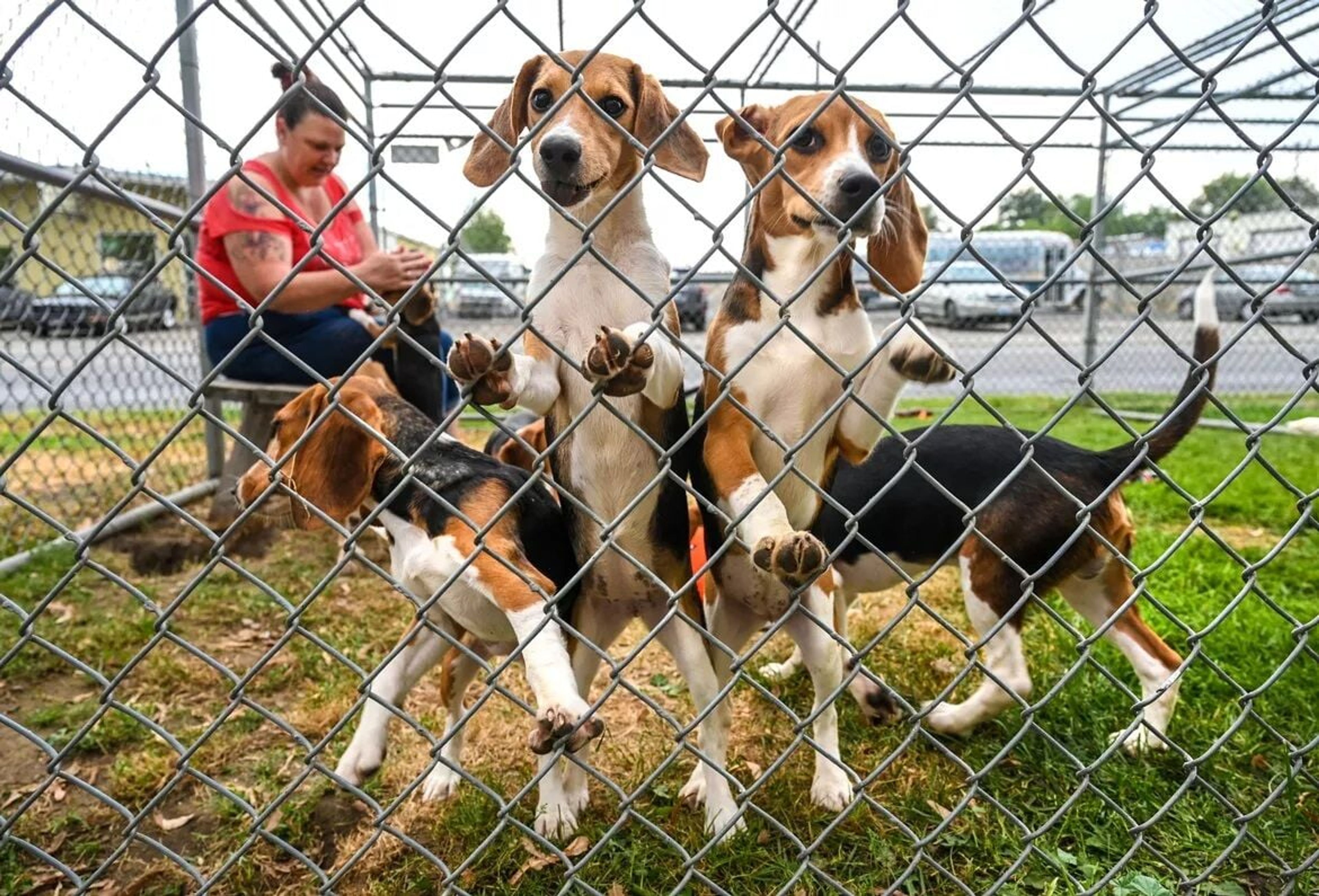 Officials looking at mysterious dogs’ respiratory illness