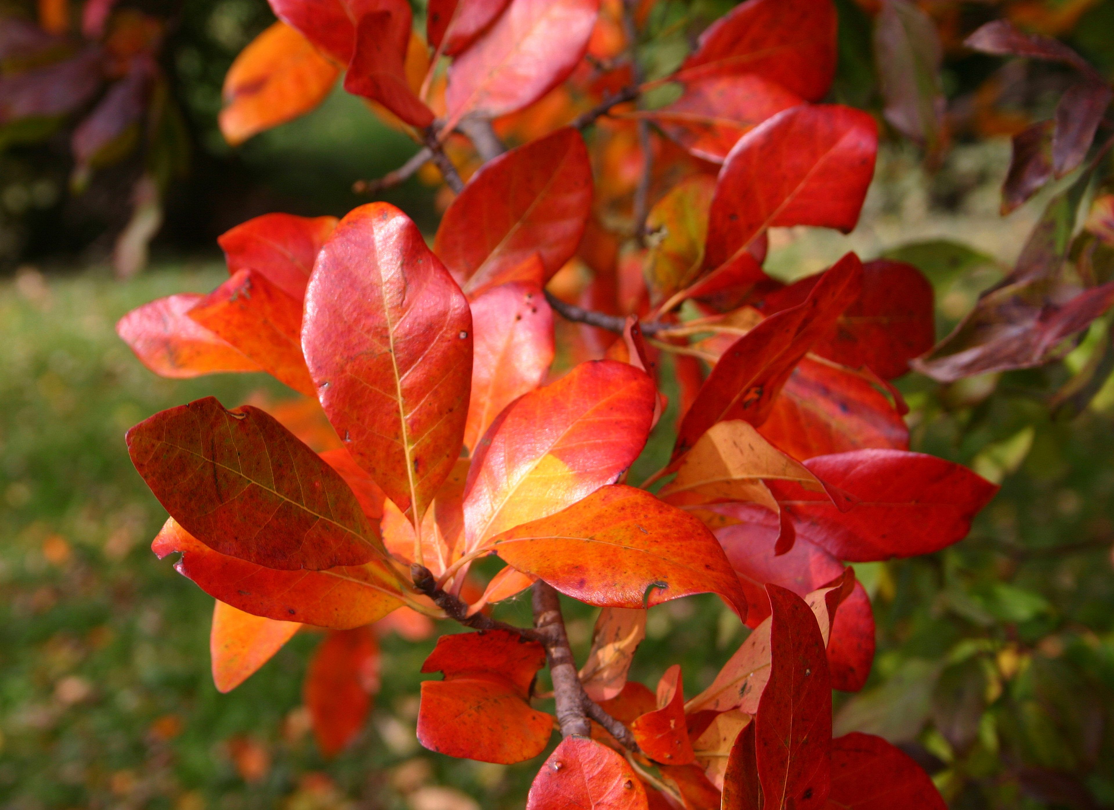 This undated image provided by The Morton Arboretum shows the fall foliage of a black gum, aka black tupelo (Nyssa sylvatica) tree at the arboretum in Lisle, Ill. (The Morton Arboretum via AP)