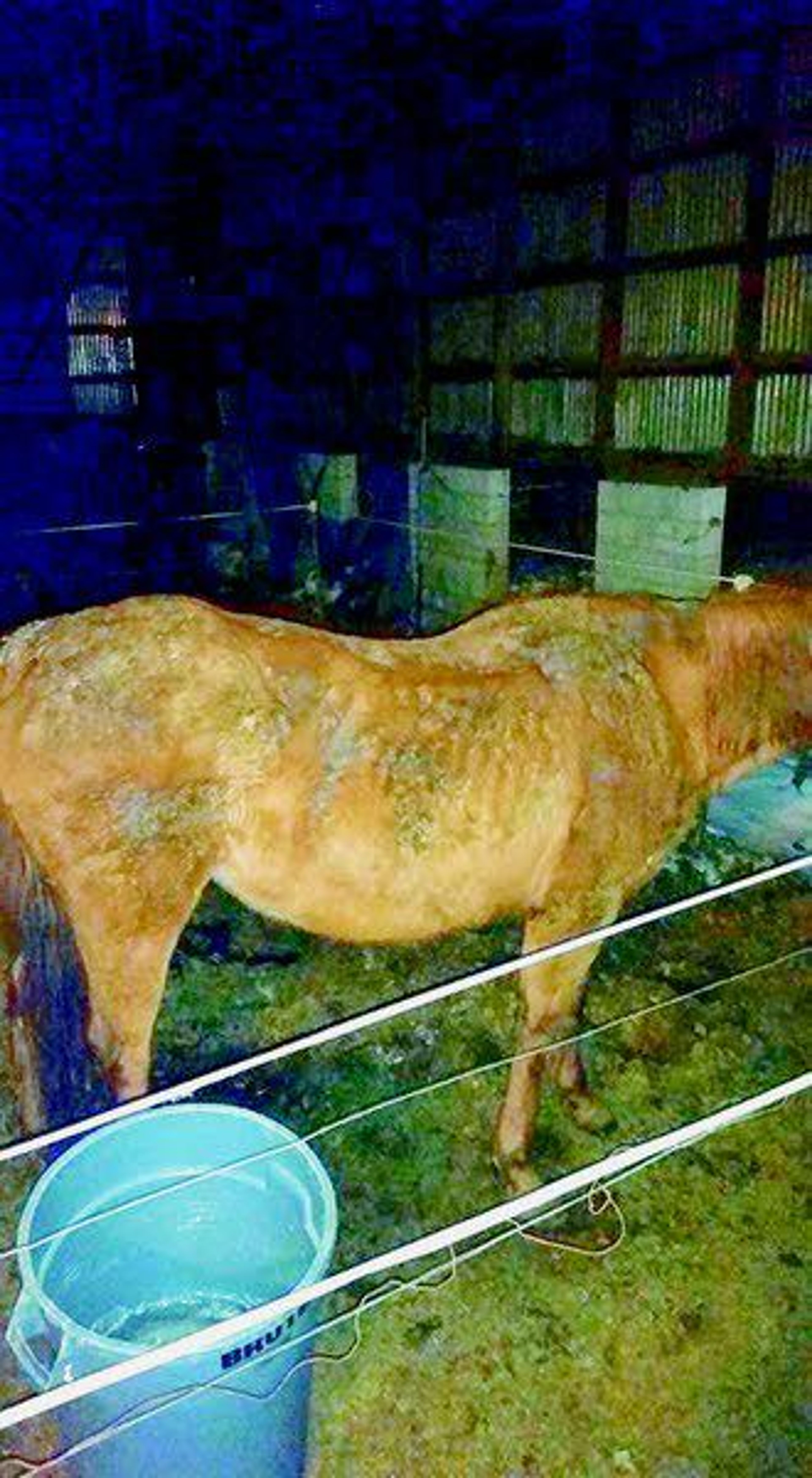 This photo of a horse belonging to Teresa Davis circulated on Facebook. Five horses belonging to the Moscow woman were taken into protective custody in December 2016 by police.