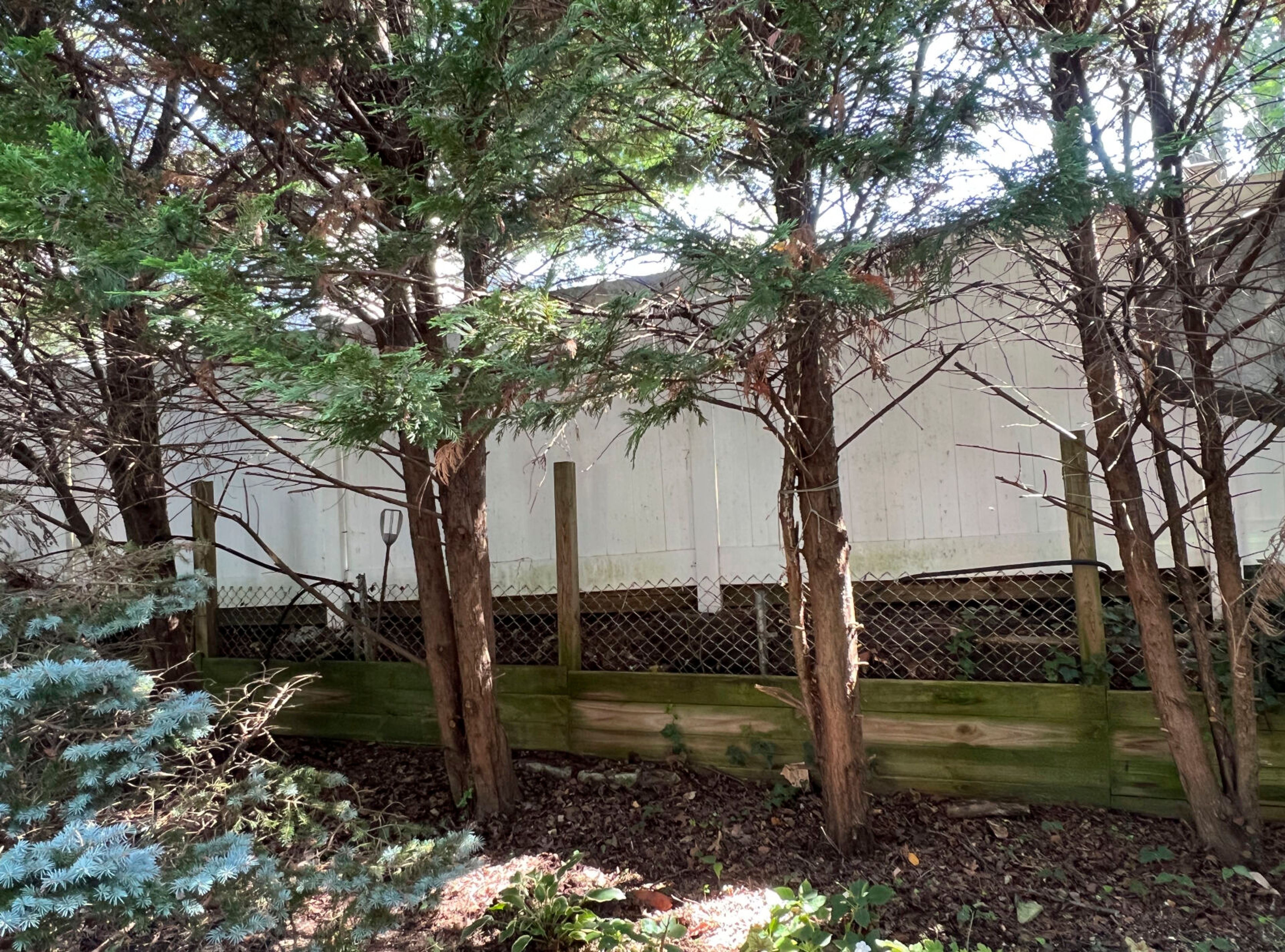 This Aug. 22, 2024, image shows a row of Leland cypress trees whose lower branches have been removed on Long Island, New York. Consider planting an understory of plants to block the view of bare trunk and branches. (Jessica Damiano via AP)