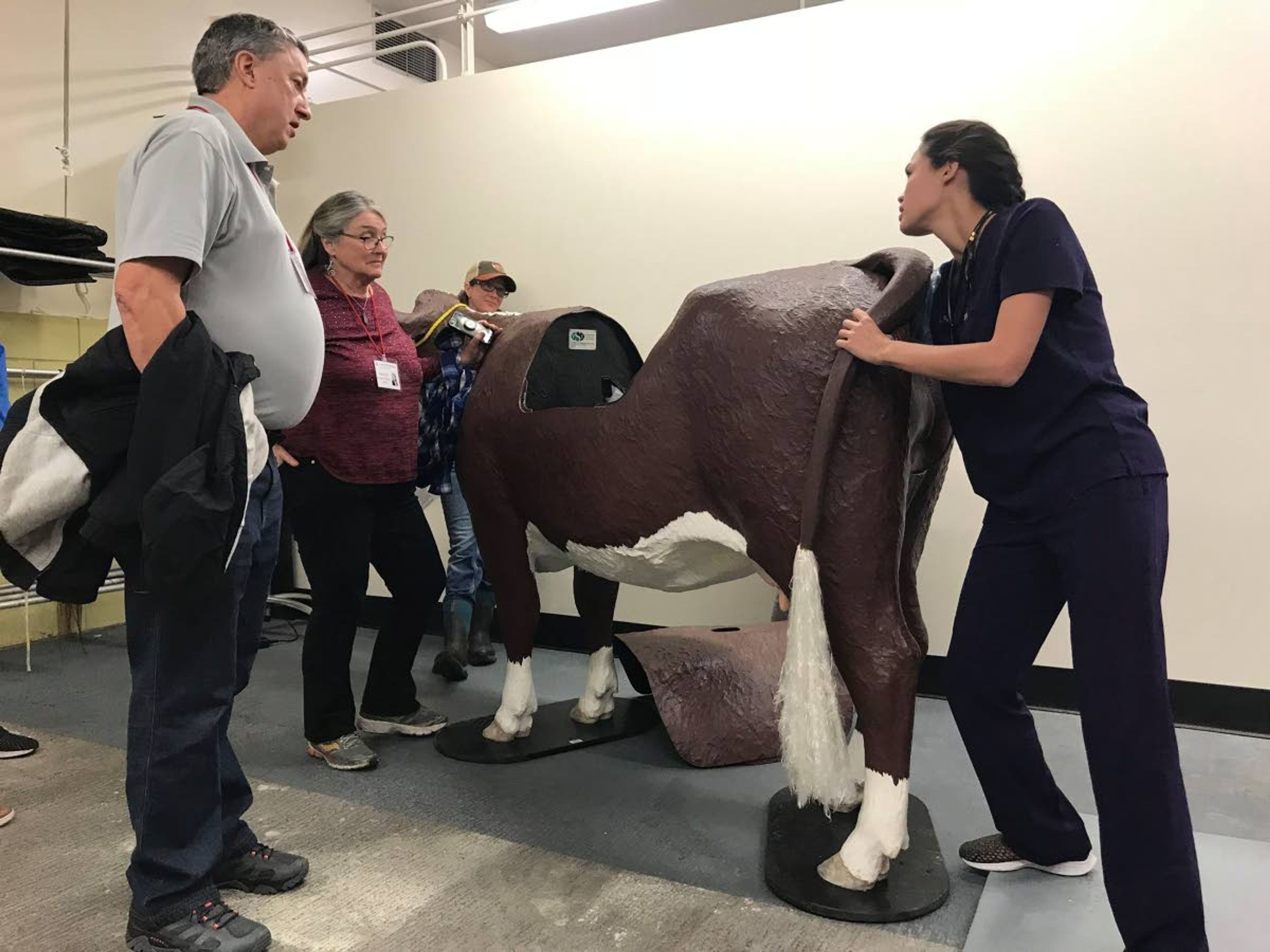 Kimberly Layne, right, works with a model cow during a tour and demonstration Oct. 12 at WSU’s College of Veterinary Medicine Clinical Simulation Center in Pullman. Observing Layne are members of the college’s Class of 1979, on campus for a reunion.