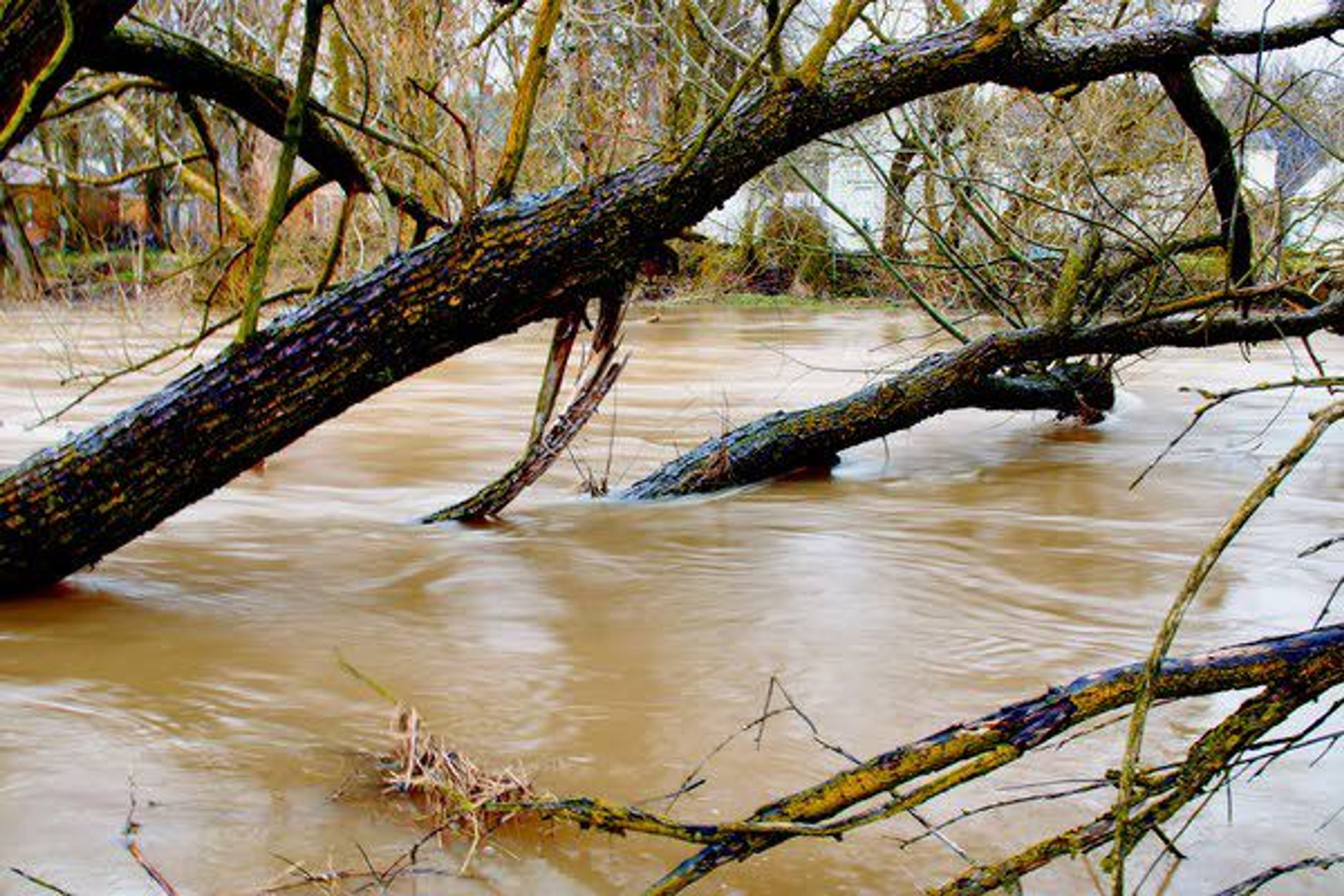 Floodwater from the Palouse River flows through trees in Lion's Park in Palouse March 14.