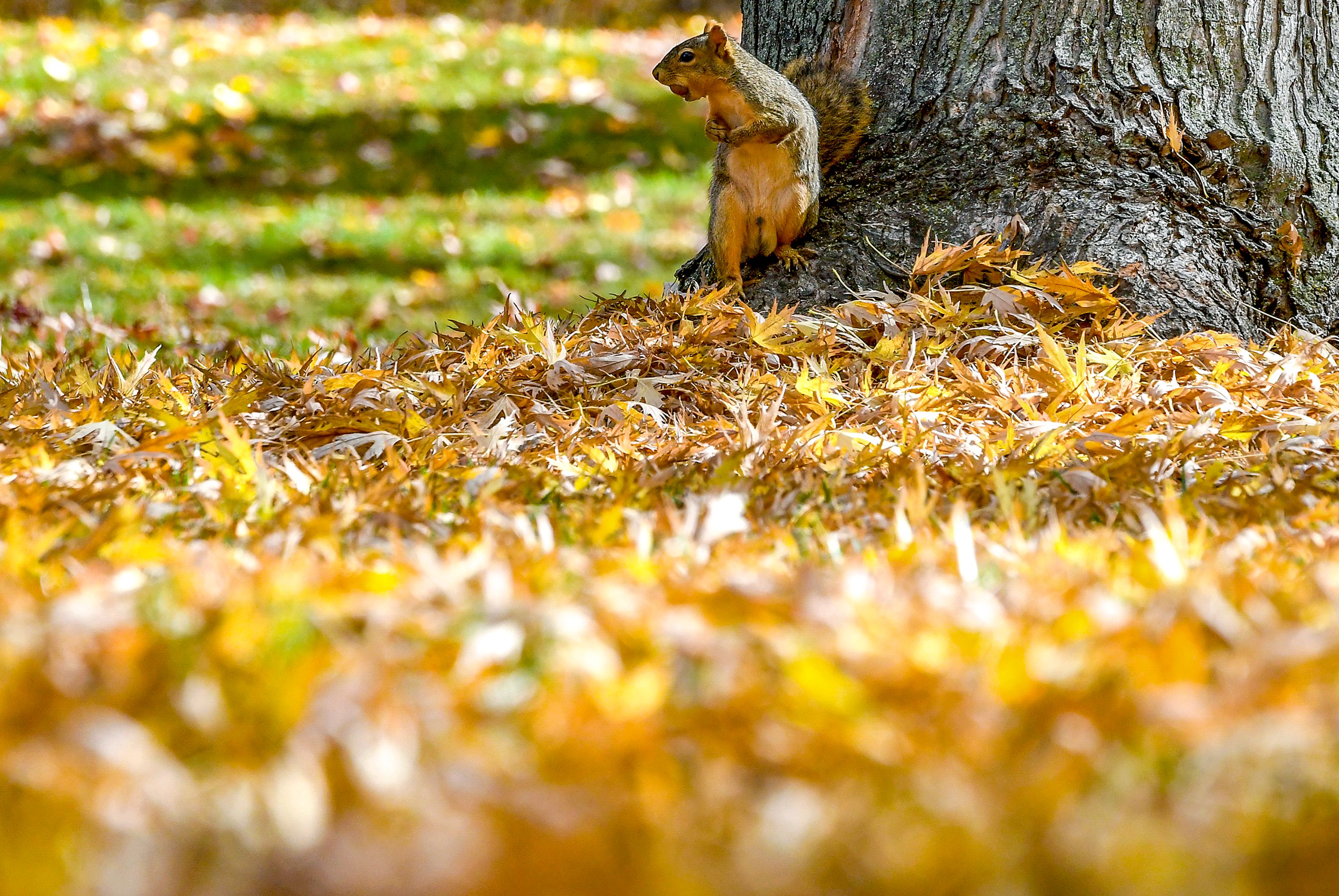 A squirrel looks out over the leaf-covered ground at the University of Idaho Arboretum and Botanical Garden Tuesday in Moscow.,