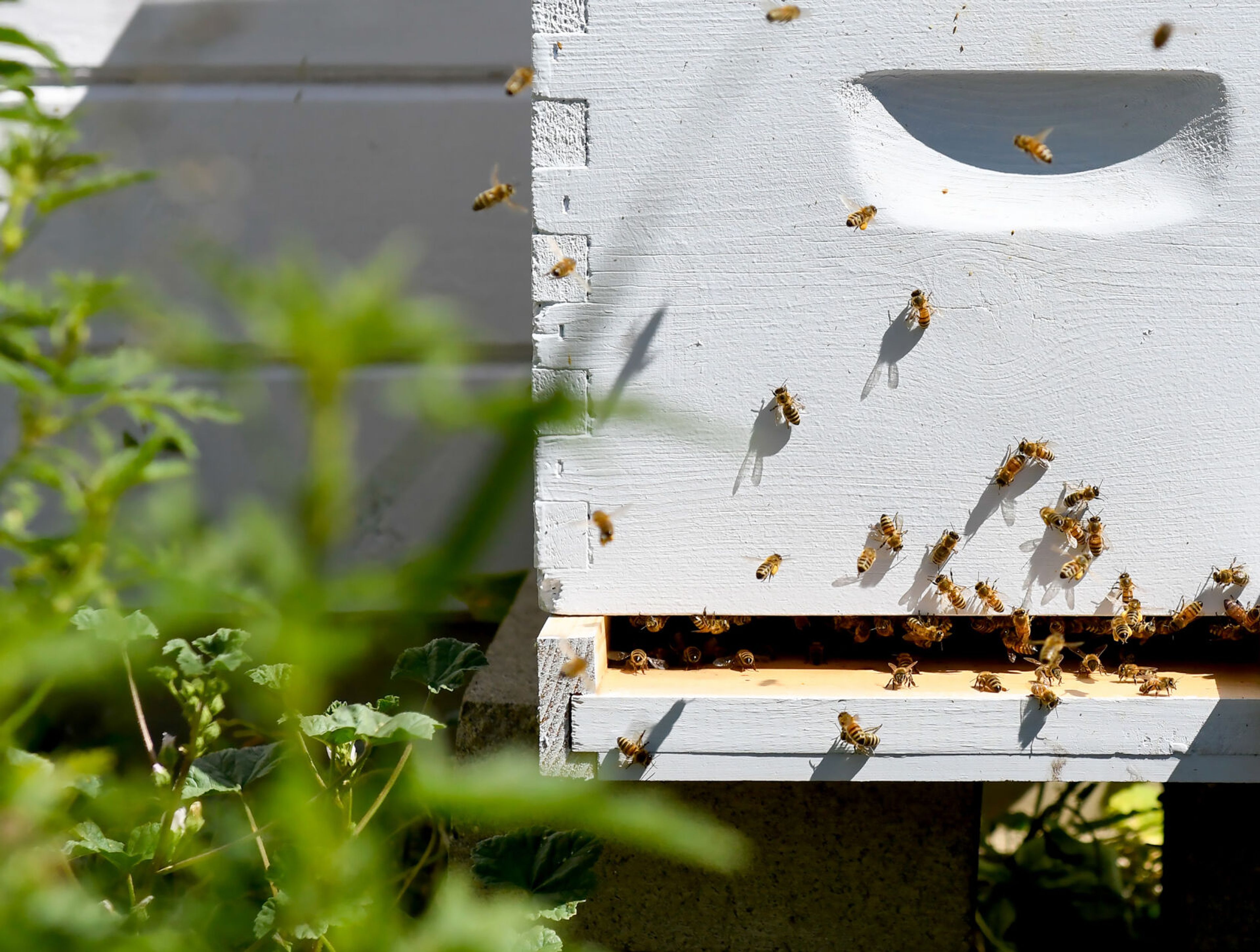 Bees move in and out of a bee box in Pam Brunsfeld’s backyard on Friday in Moscow. The pollinators helped inspire Brunsfeld to incorporate more native plants and flowers in her garden.