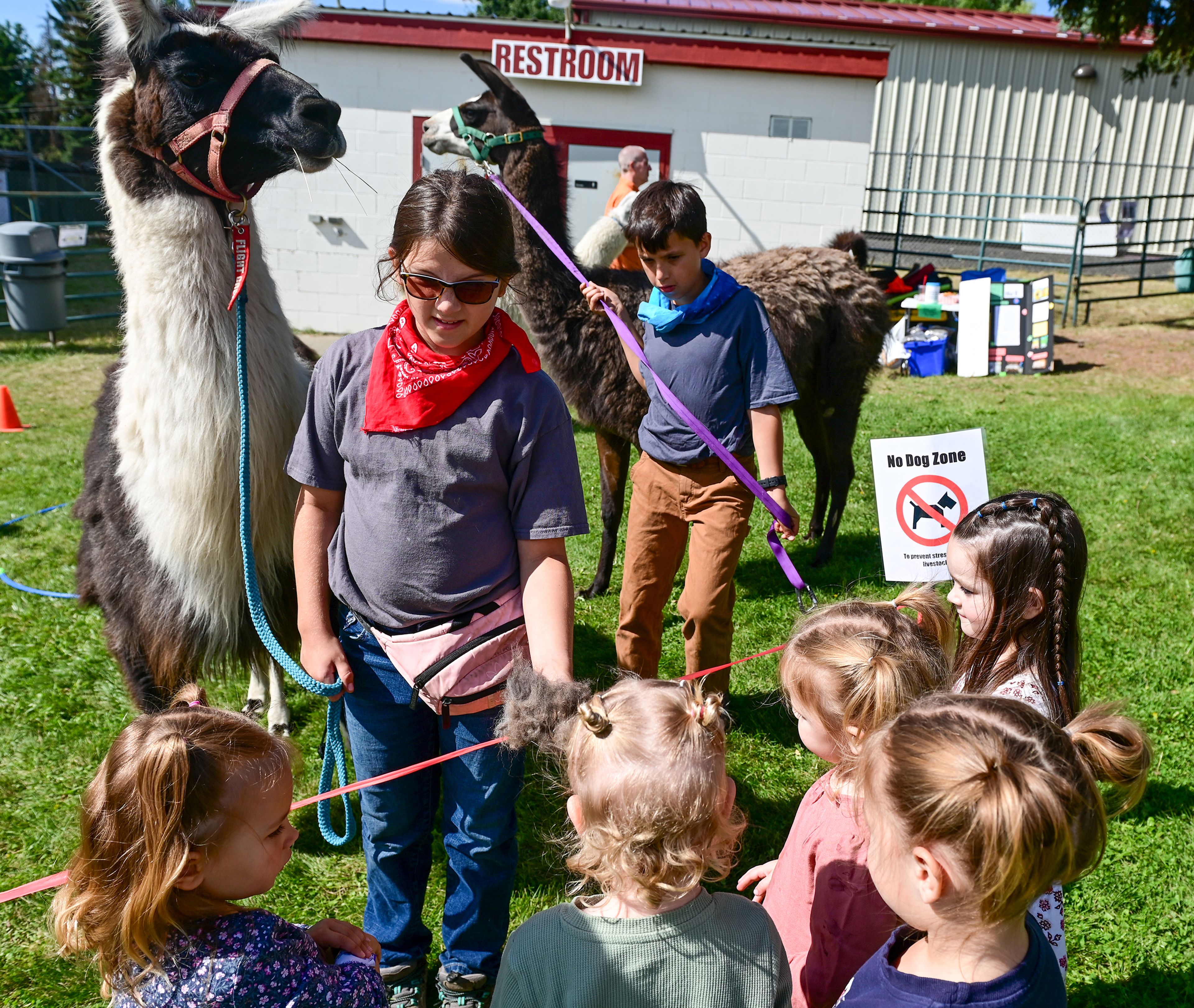 Kinley Garrett, 11, as part of Palouse Pack Llamas 4-H Club, stands with llama Harmony, 8, while showing llama fur to a those gathered for a demonstration at the Latah County Fair on Friday in Moscow.