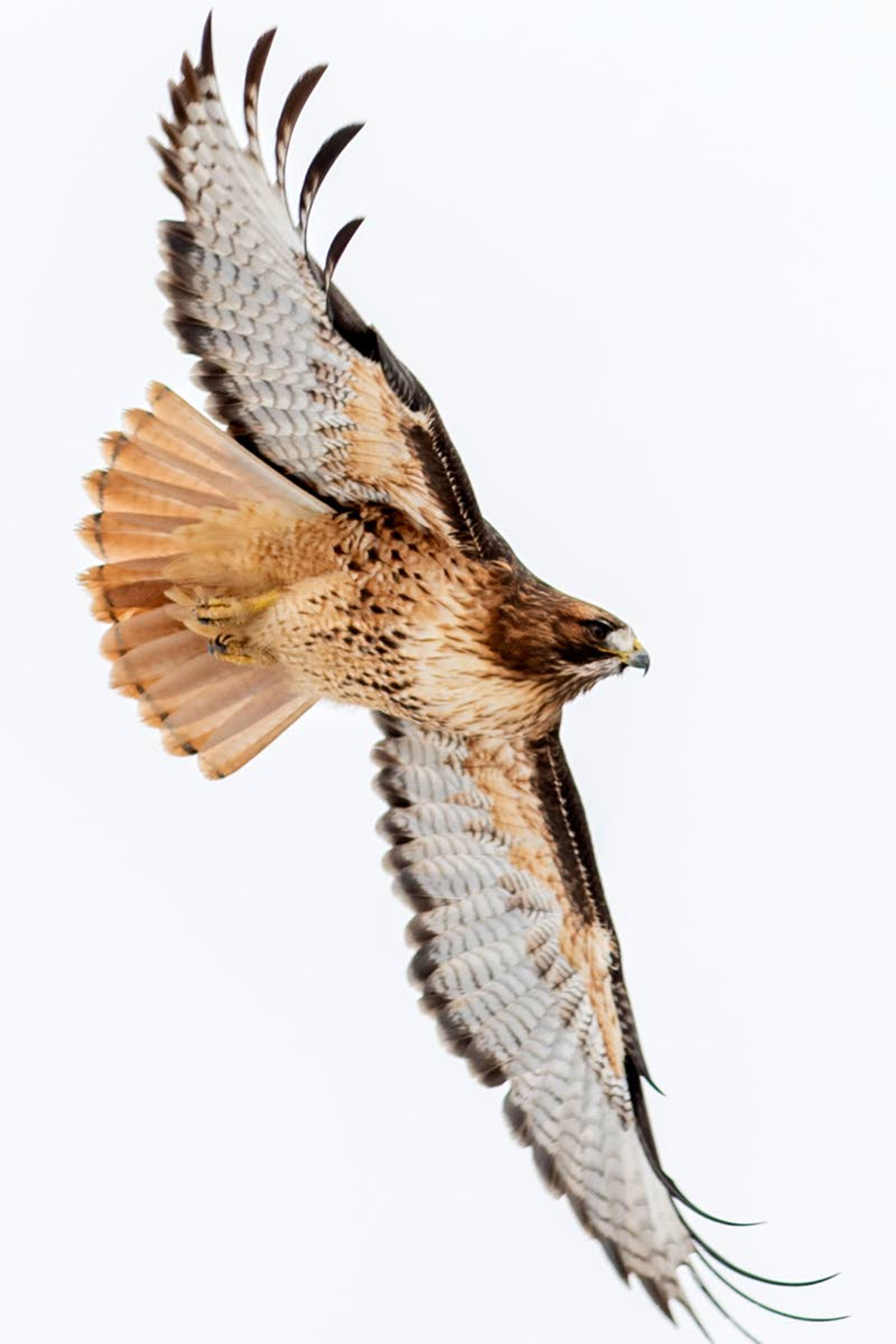 An adult Red-tailed hawk spreads its wings while soaring over a field in Moscow on Wednesday afternoon.