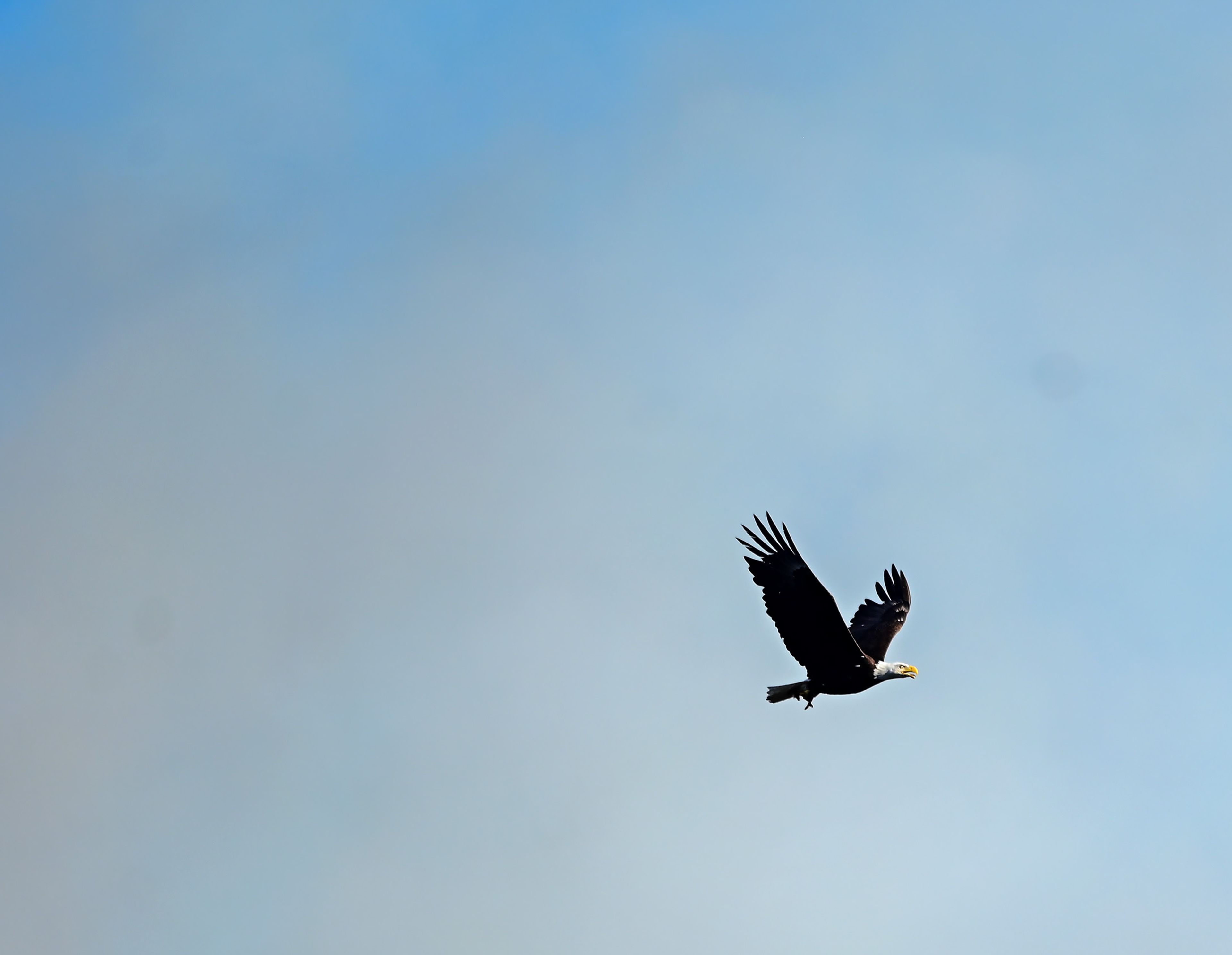 An eagle flies out of the smoke from the canyon in the area of Texas Ridge and Cedar Ridge roads as a wildfire burns near Kendrick on Monday.