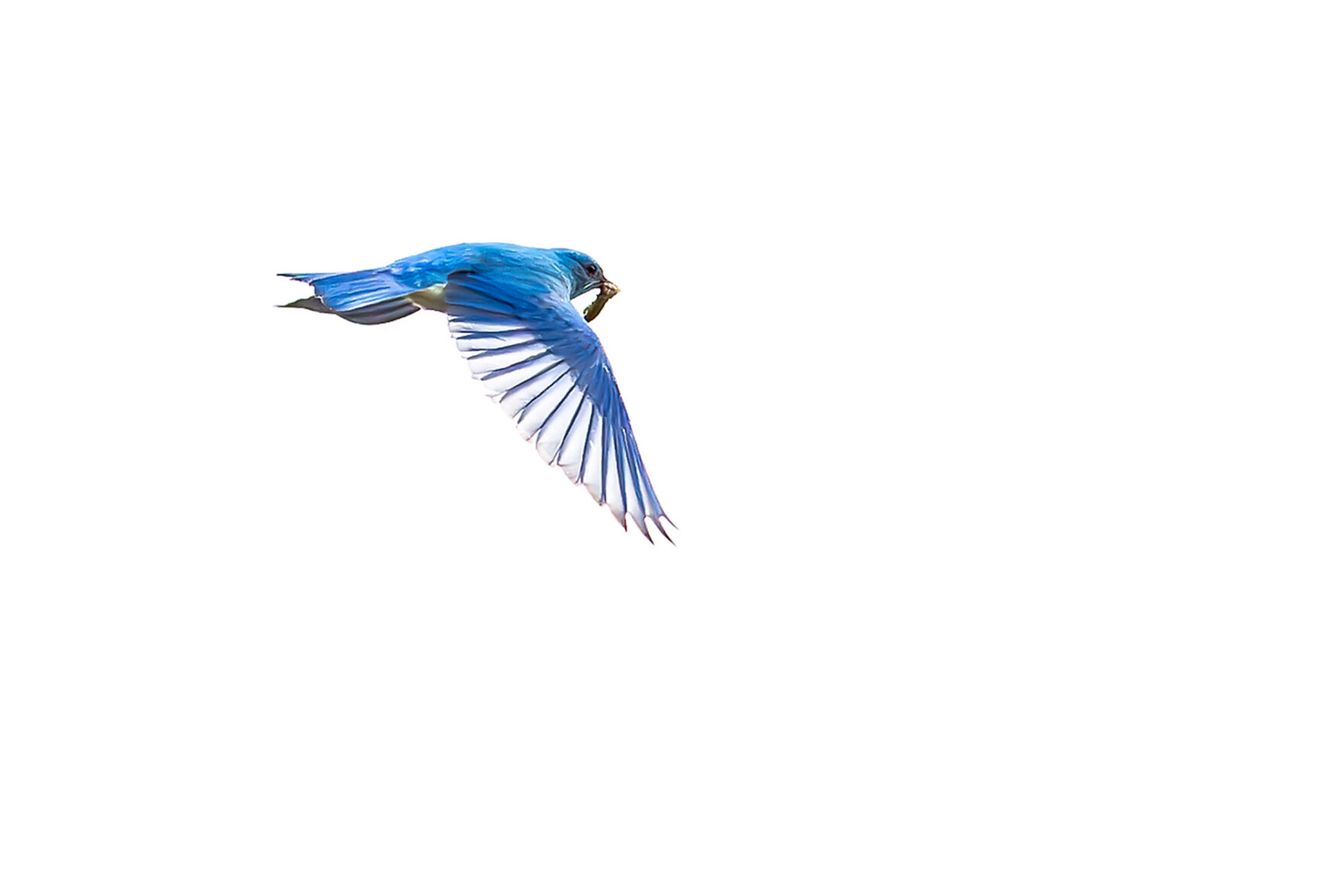 A bluebird flies through the sky with a tasty grub Wednesday south of Cloverland.